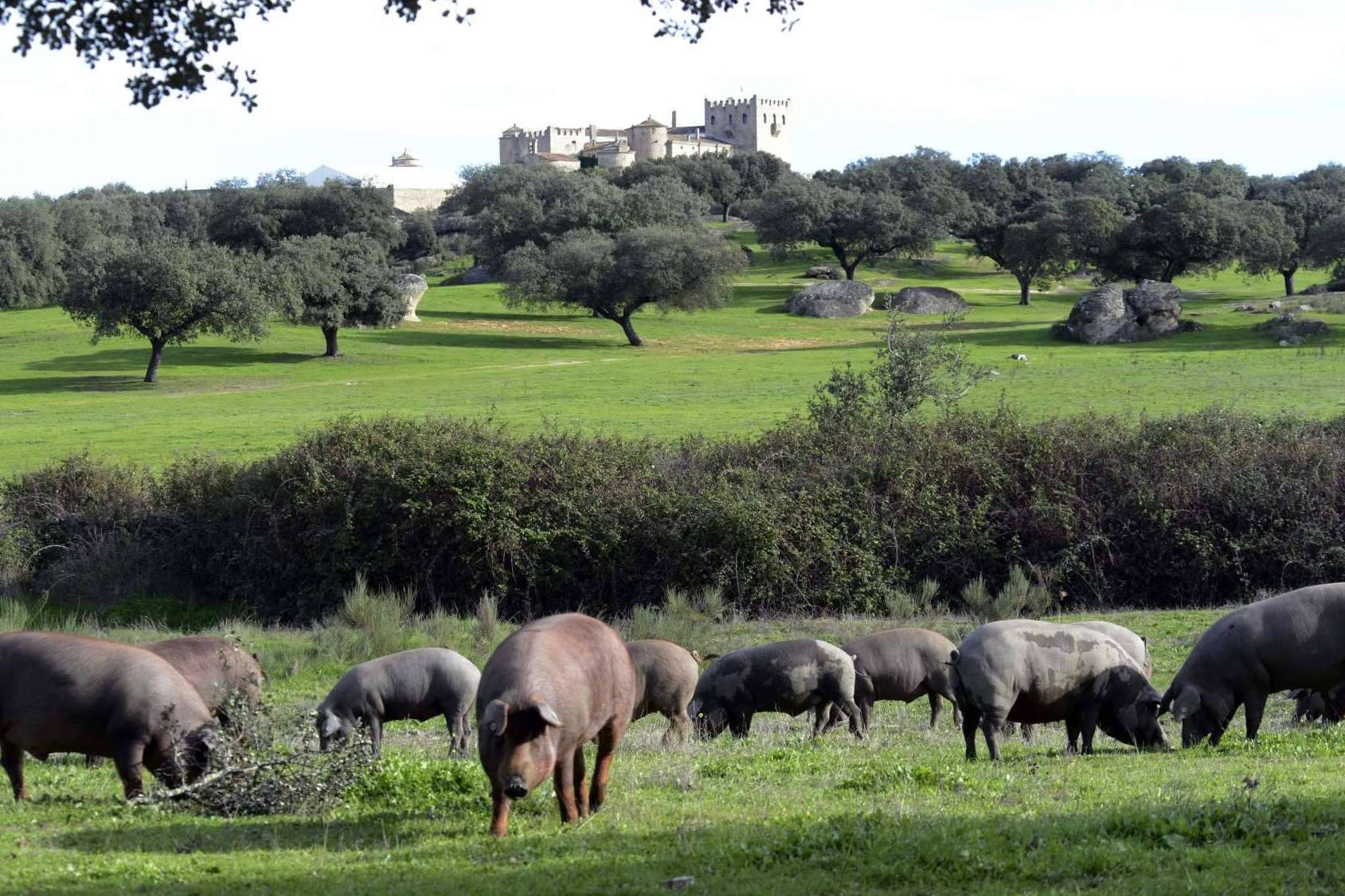 Don Ibérico y su jamón ecológico de calidad