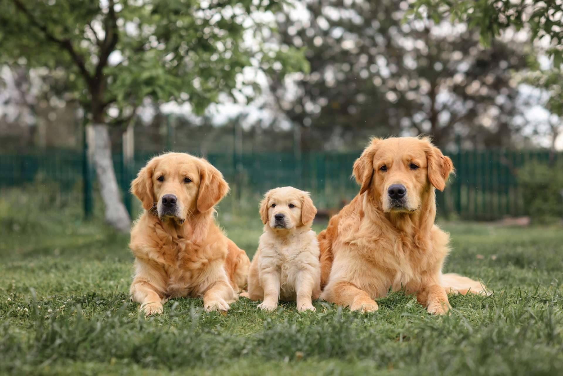 ¿Cómo se encuentra a un perro perdido?, con MascotaPerdida112.com