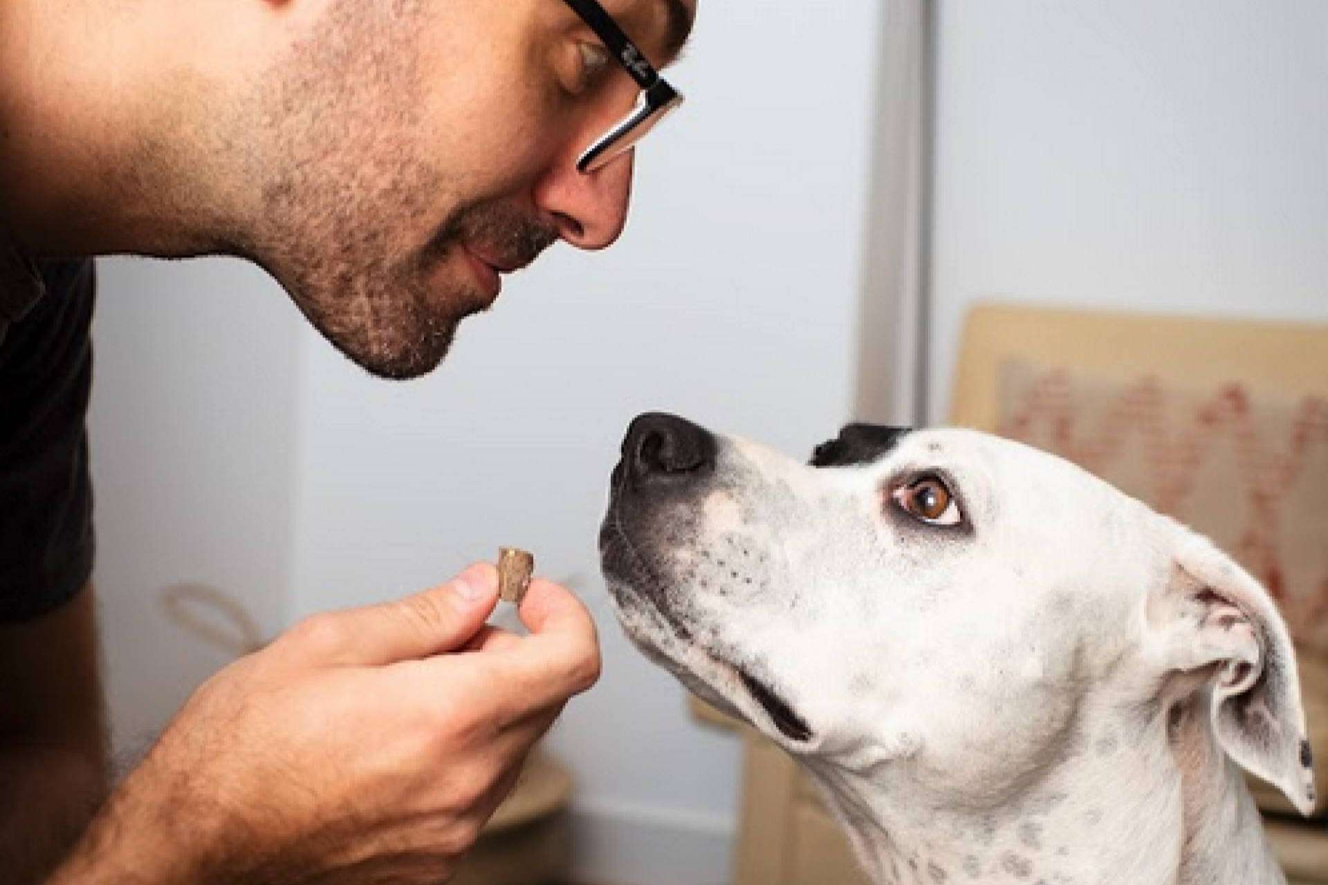 Ginqo brinda un alimento hipoalergénico, sin gluten y ecológico para mascotas