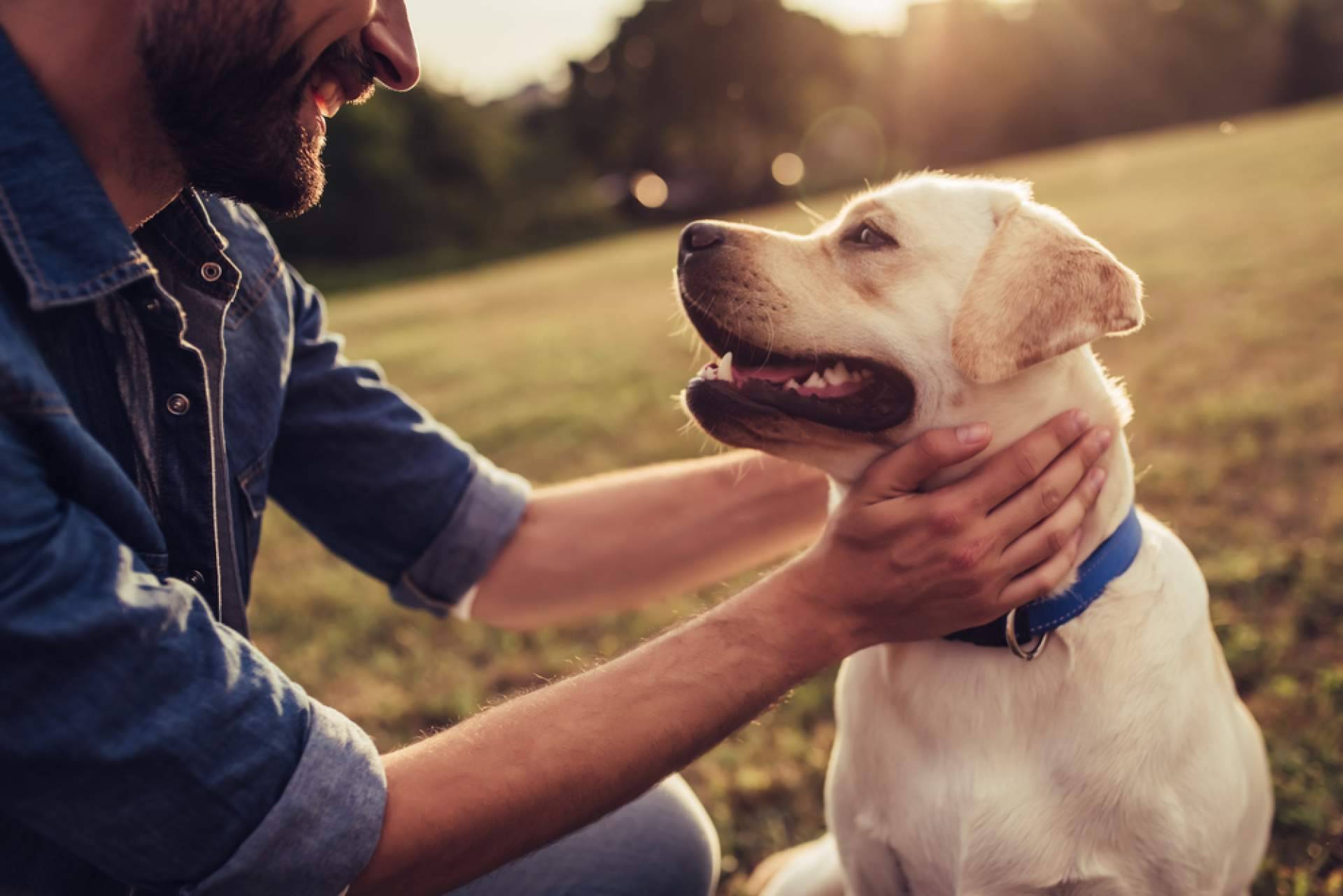 La necesidad de una buena alimentación para los perros y gatos que están en centros de acogida, con CaniAusa
