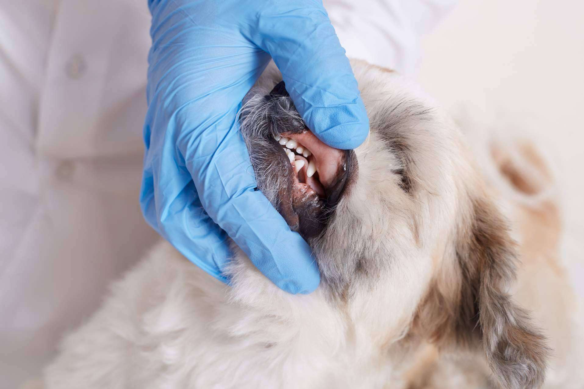 LovePets destaca los beneficios de los masticables para la salud dental de los perros
