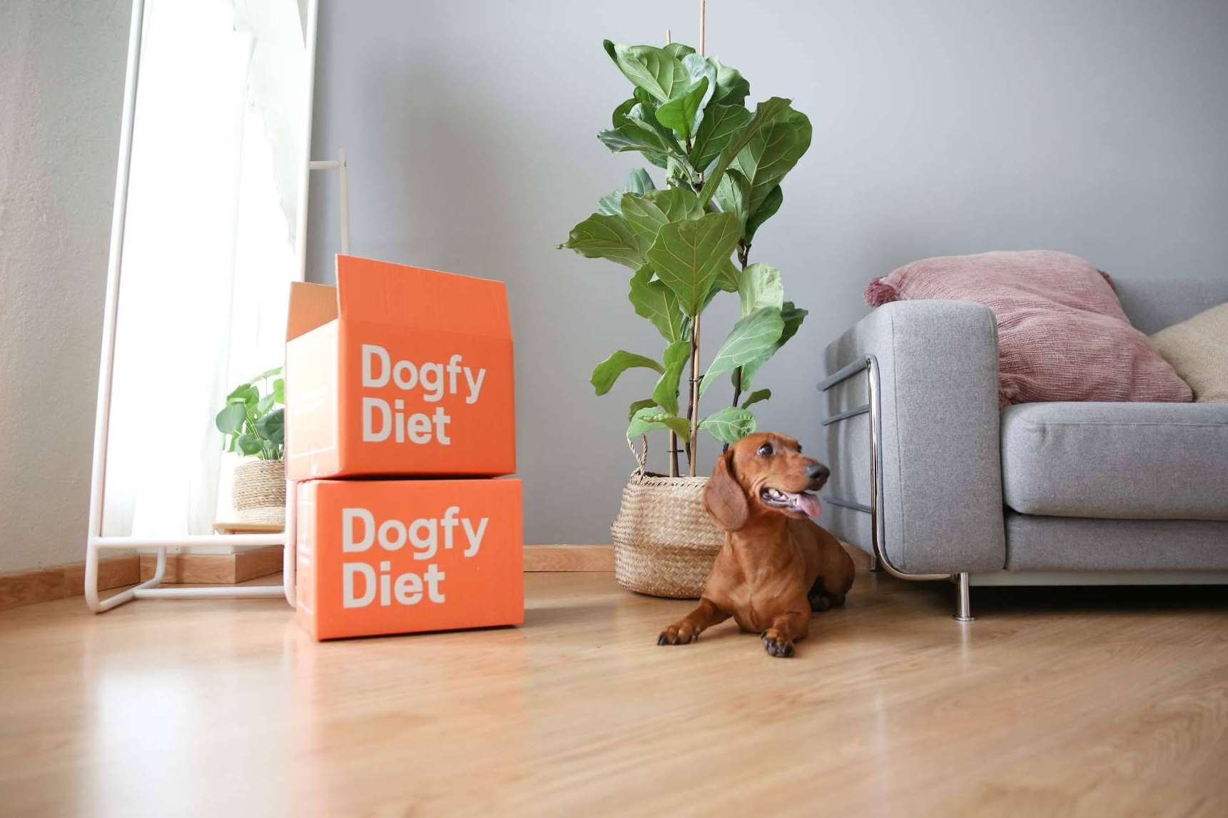 Comida natural para perros, la alternativa alimentaria que presenta Dogfy Diet para fortalecer el sistema inmune entre otros beneficios