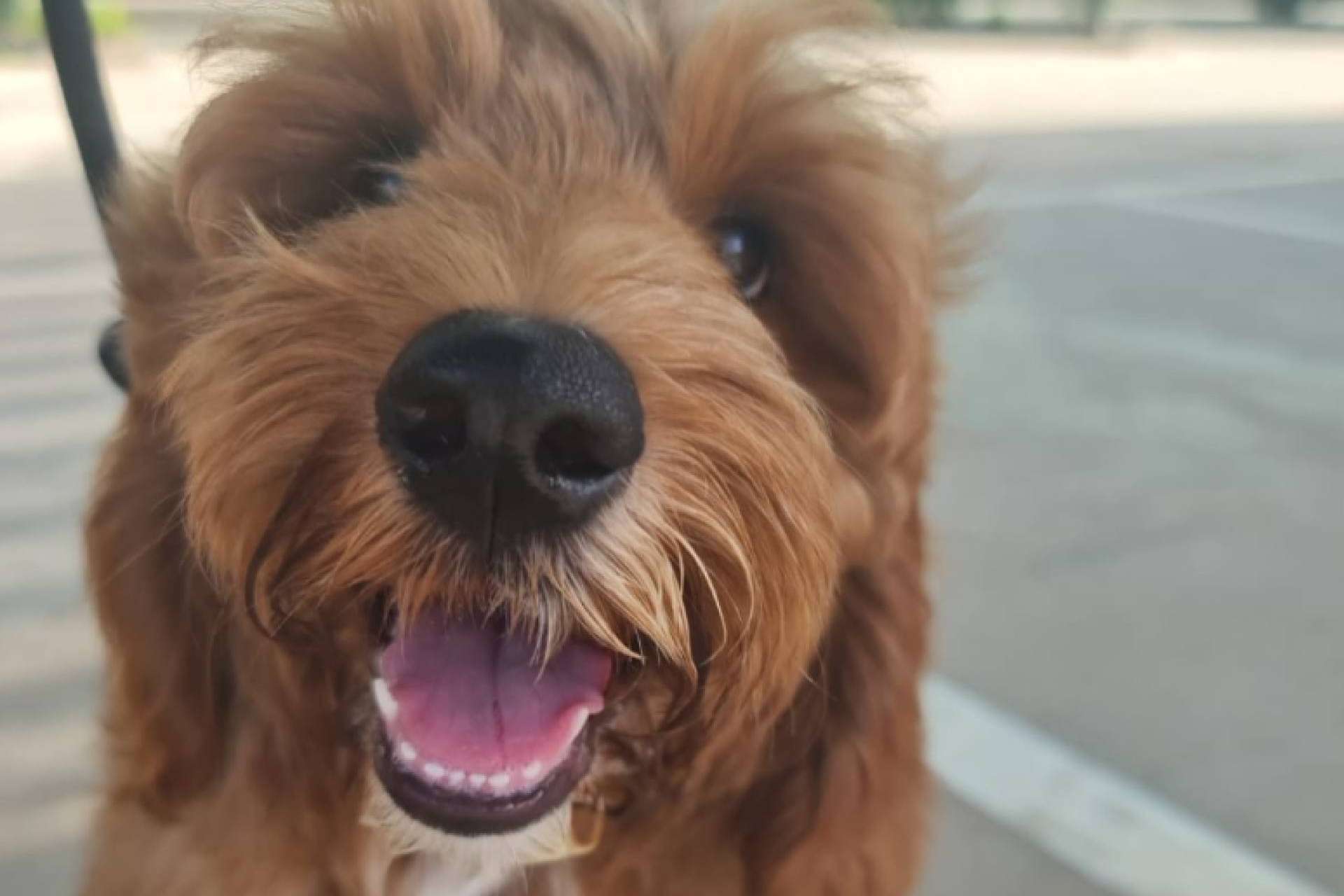 Transporte internacional de mascotas, de la mano de BaggagePets