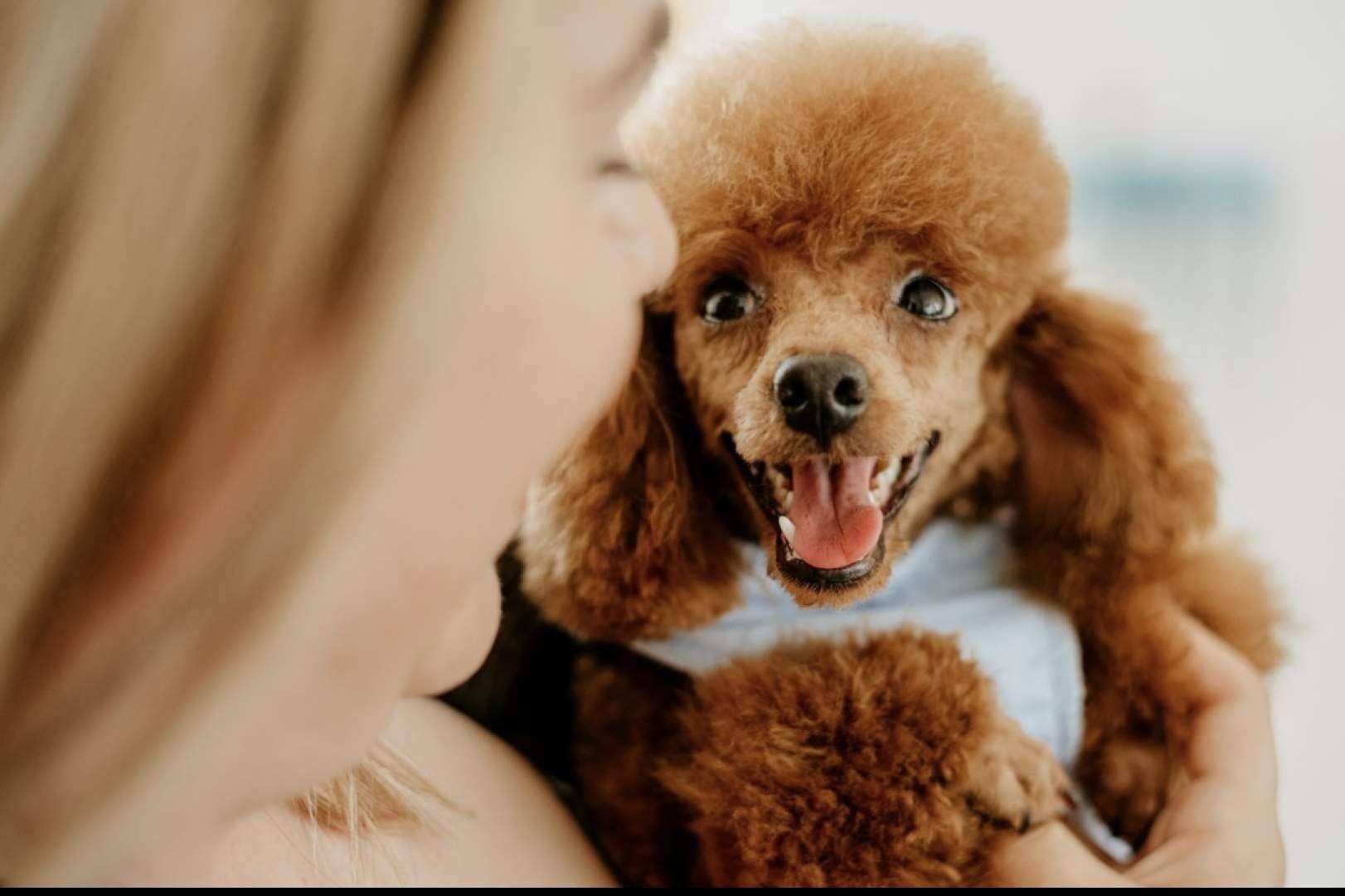 ¿Dónde encontrar un criadero de perros pequeños que destaque por su amor por los animales? Los Luceros de Vandalia