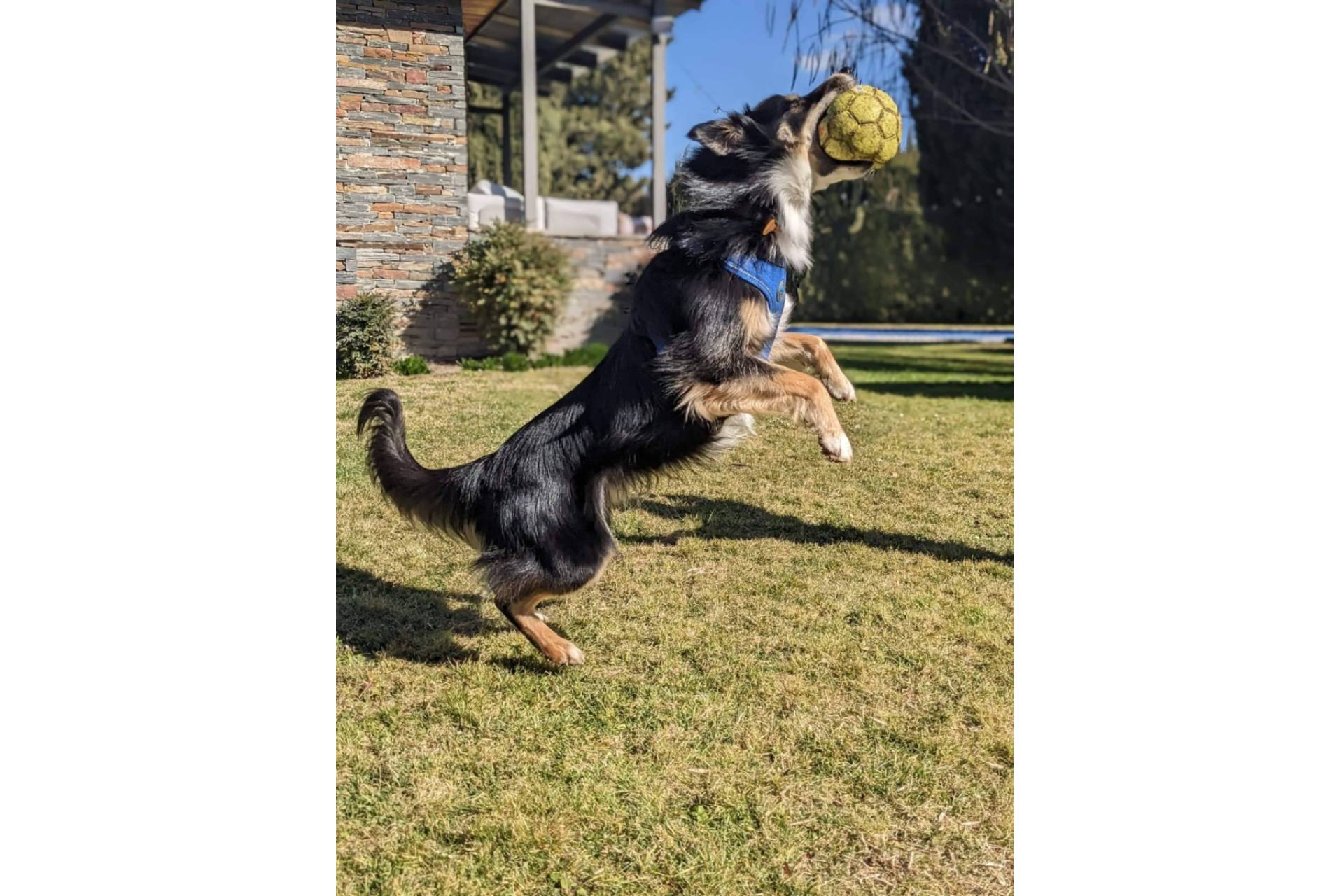 El cambio de pelaje en las mascotas y cómo minimizar sus efectos en casa