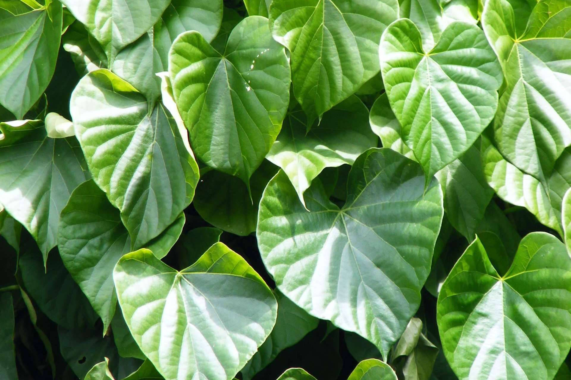 La tinospora cordifolia, una planta contra la alergia