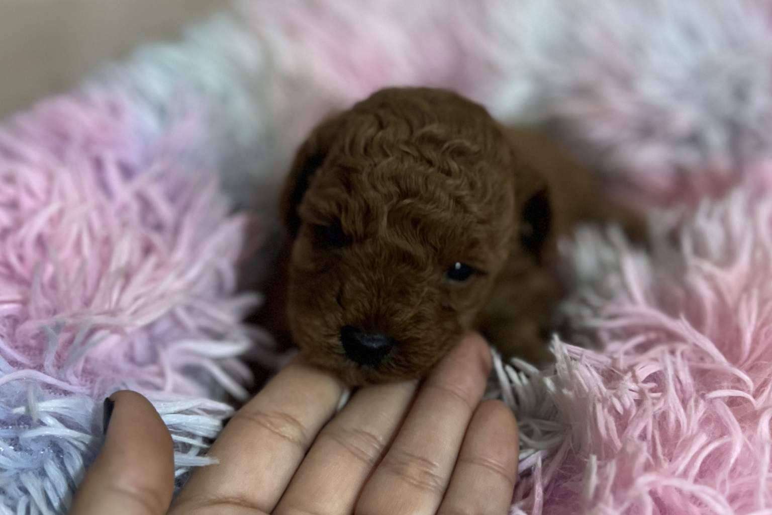 Los Luceros de Vandalia cría perros caniches toy