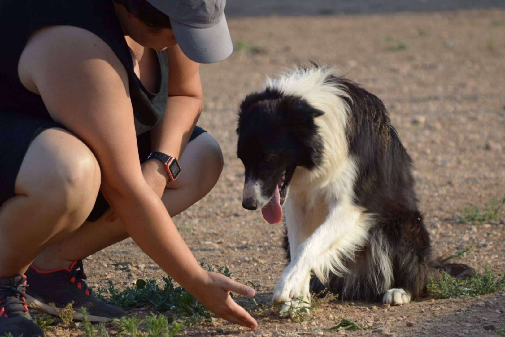 Las diferencias entre un perro de compañía, de apoyo emocional y de asistencia, por la Asociación Española de Perros de Apoyo