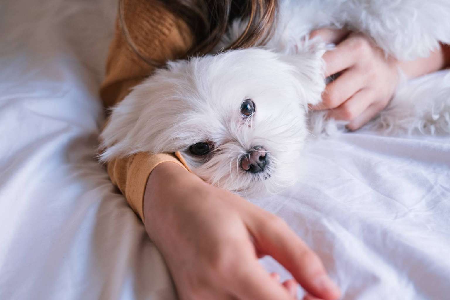 Maltés Lovers es un proyecto que se especializa en encontrar criadores caninos fiables de perros de raza pequeña