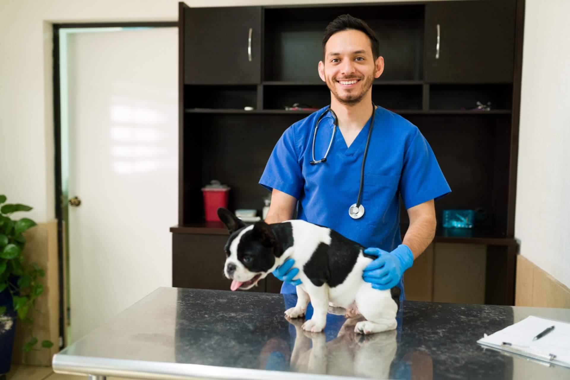Los beneficios de adoptar perros pequeños en las grandes ciudades