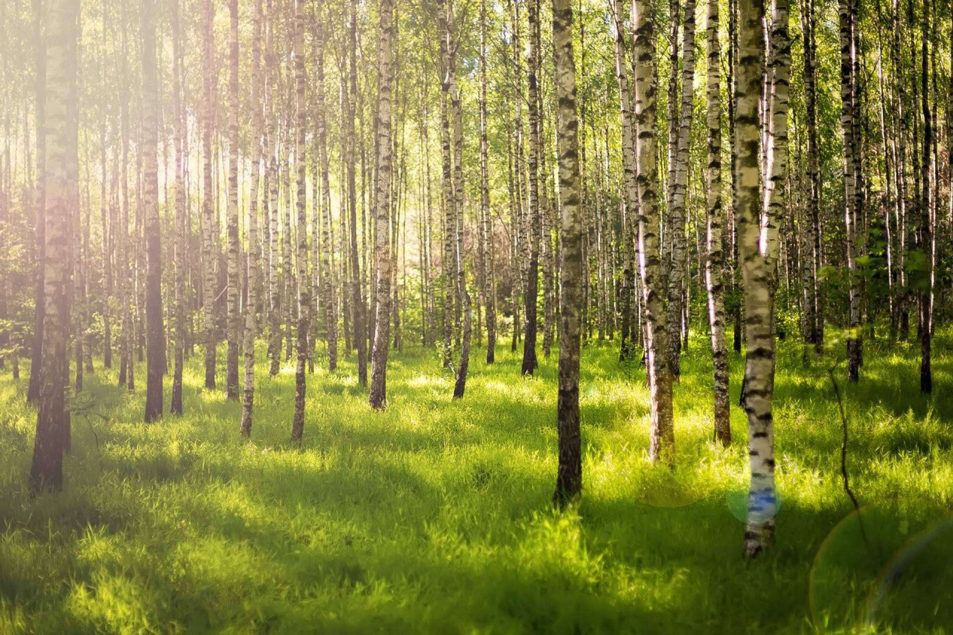 Cómo es el bosque Cleardent