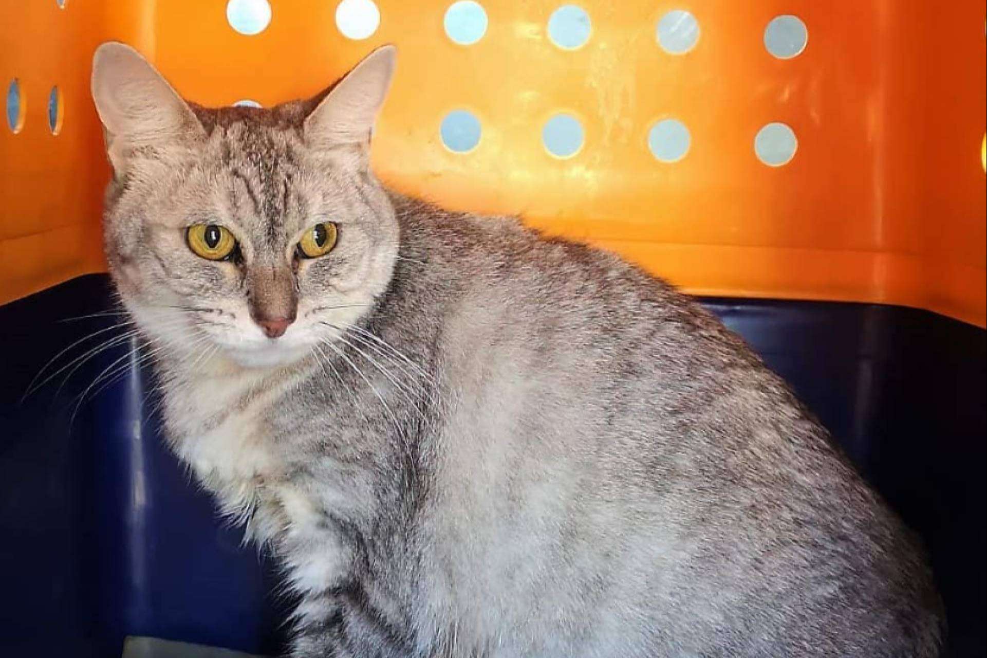 ¿De qué manera se transportan las mascotas en los aviones?, por BaggagePets
