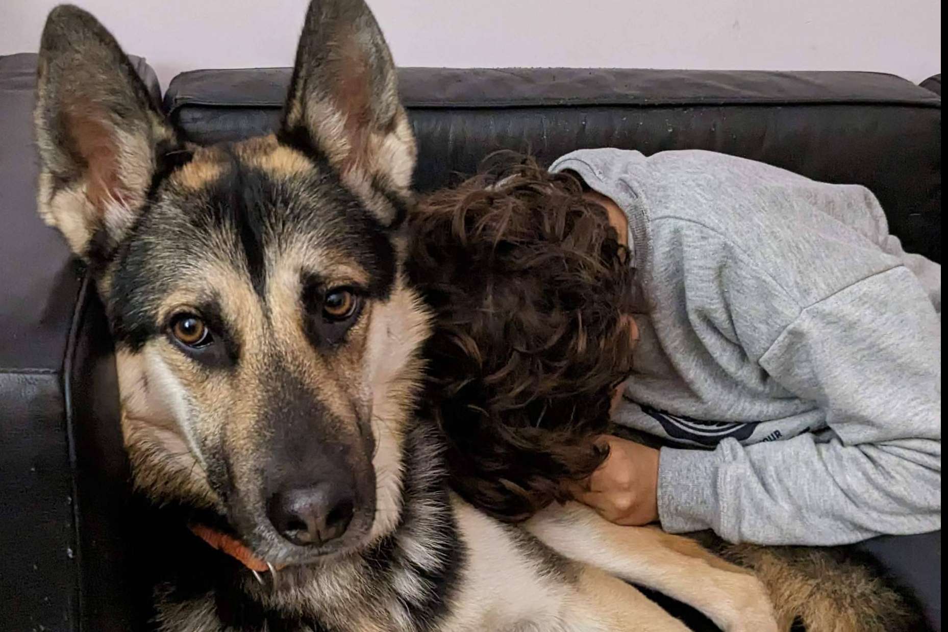 TEAsisTO y su servicio de intervenciones asistidas con animales