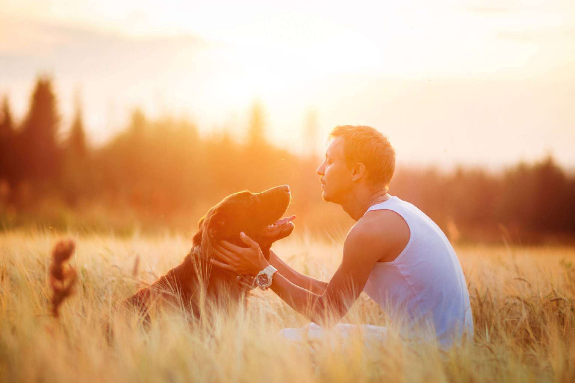 Testamento y animales, ¿cómo protegerles tras el fallecimiento?