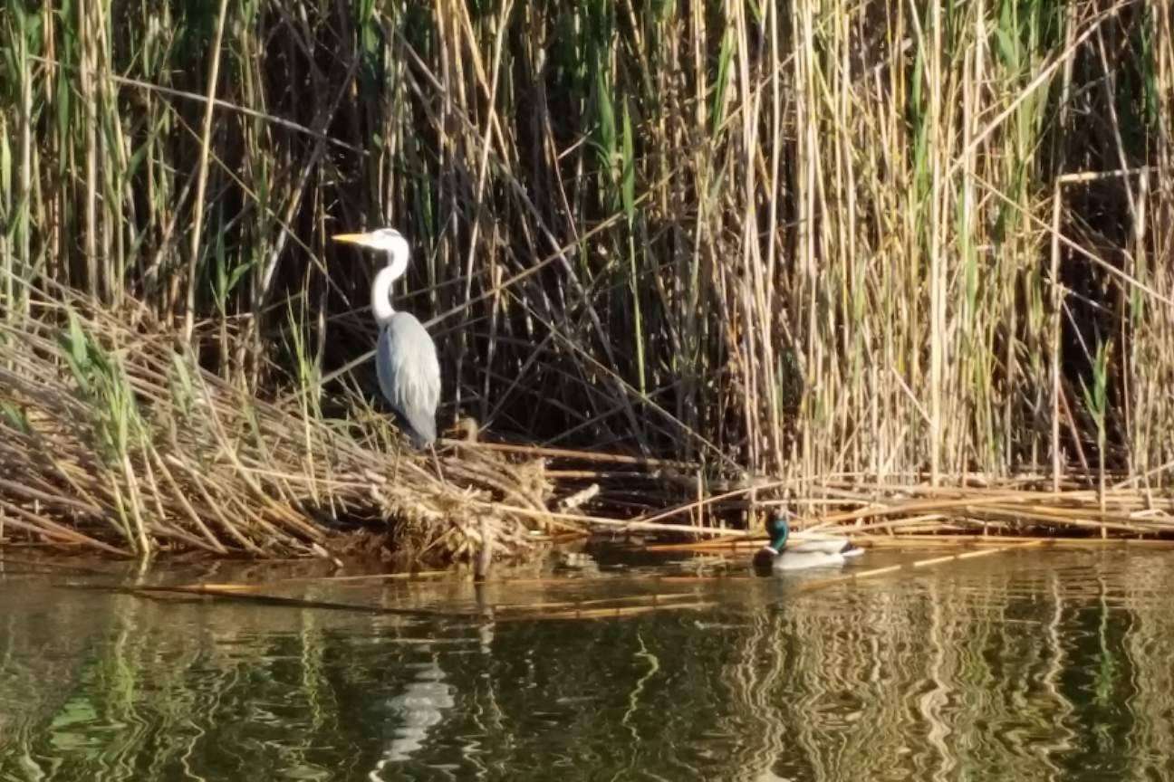 Explorar la Albufera con la guía experta de Albumar