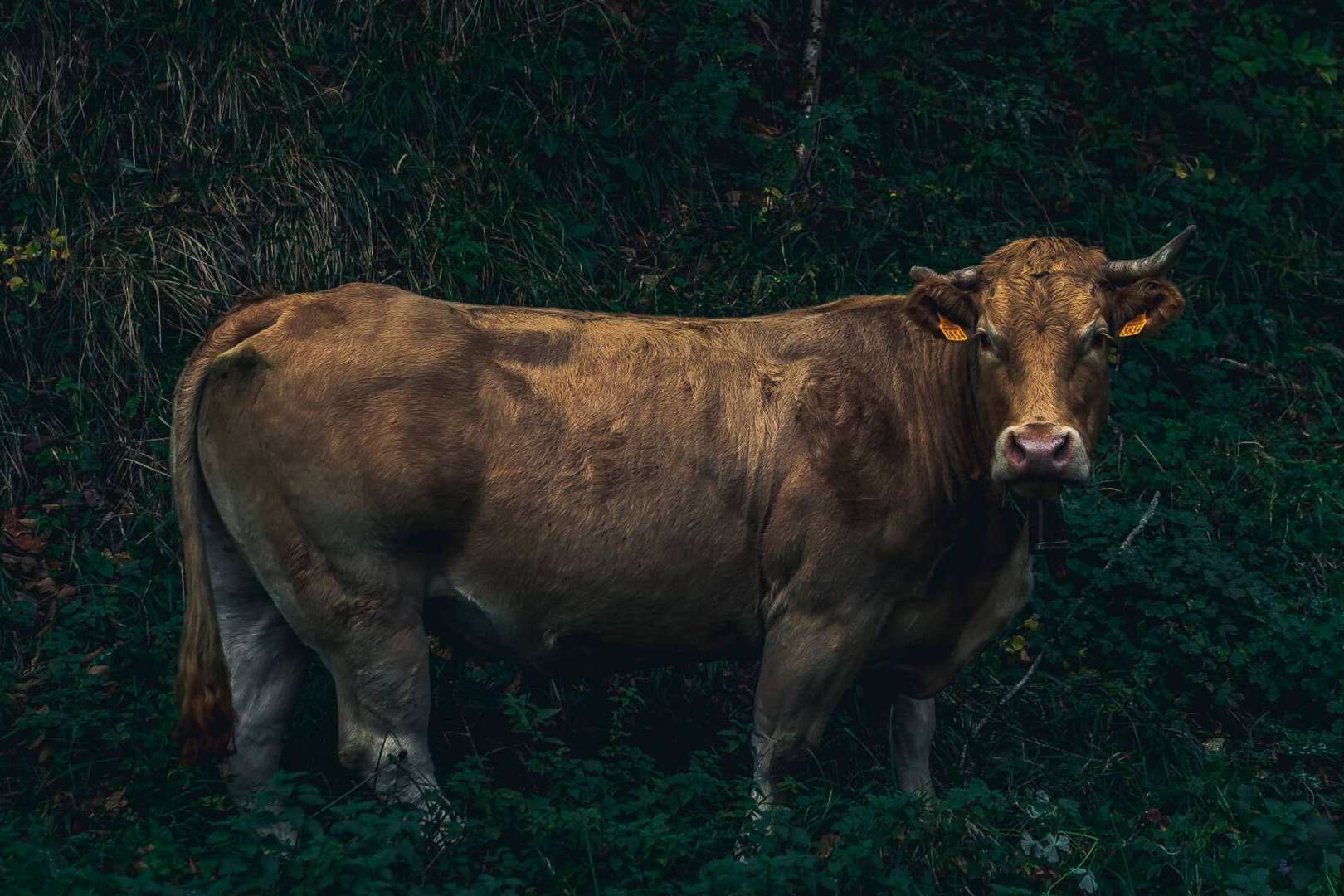 Txogitxu habla de una de las mejores carnes rojas del mundo
