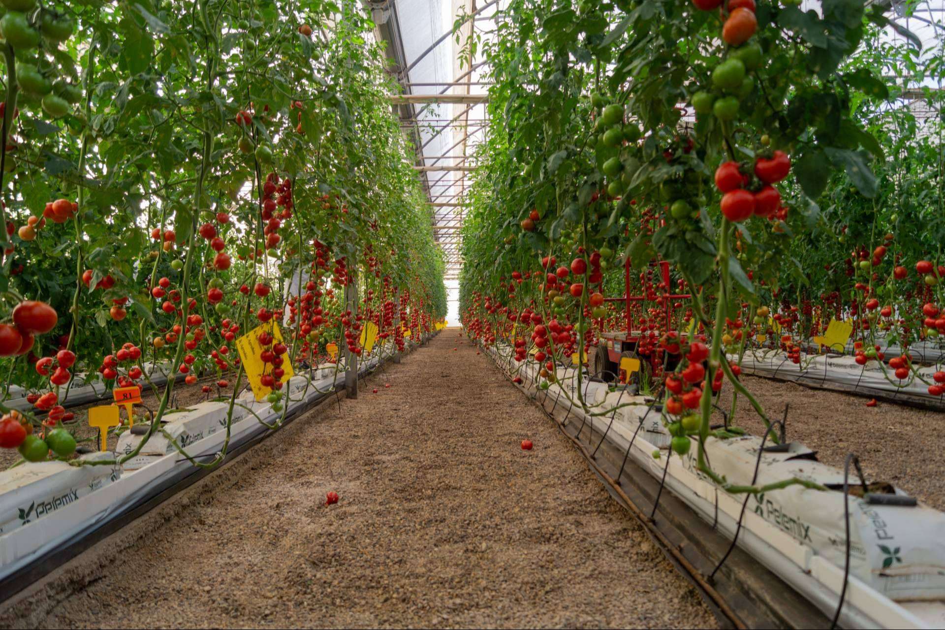 CapGen Seeds experimenta un incremento del 18 % en la producción de sus variedades hortícolas gracias al aumento de las ventas nacionales e internacionales