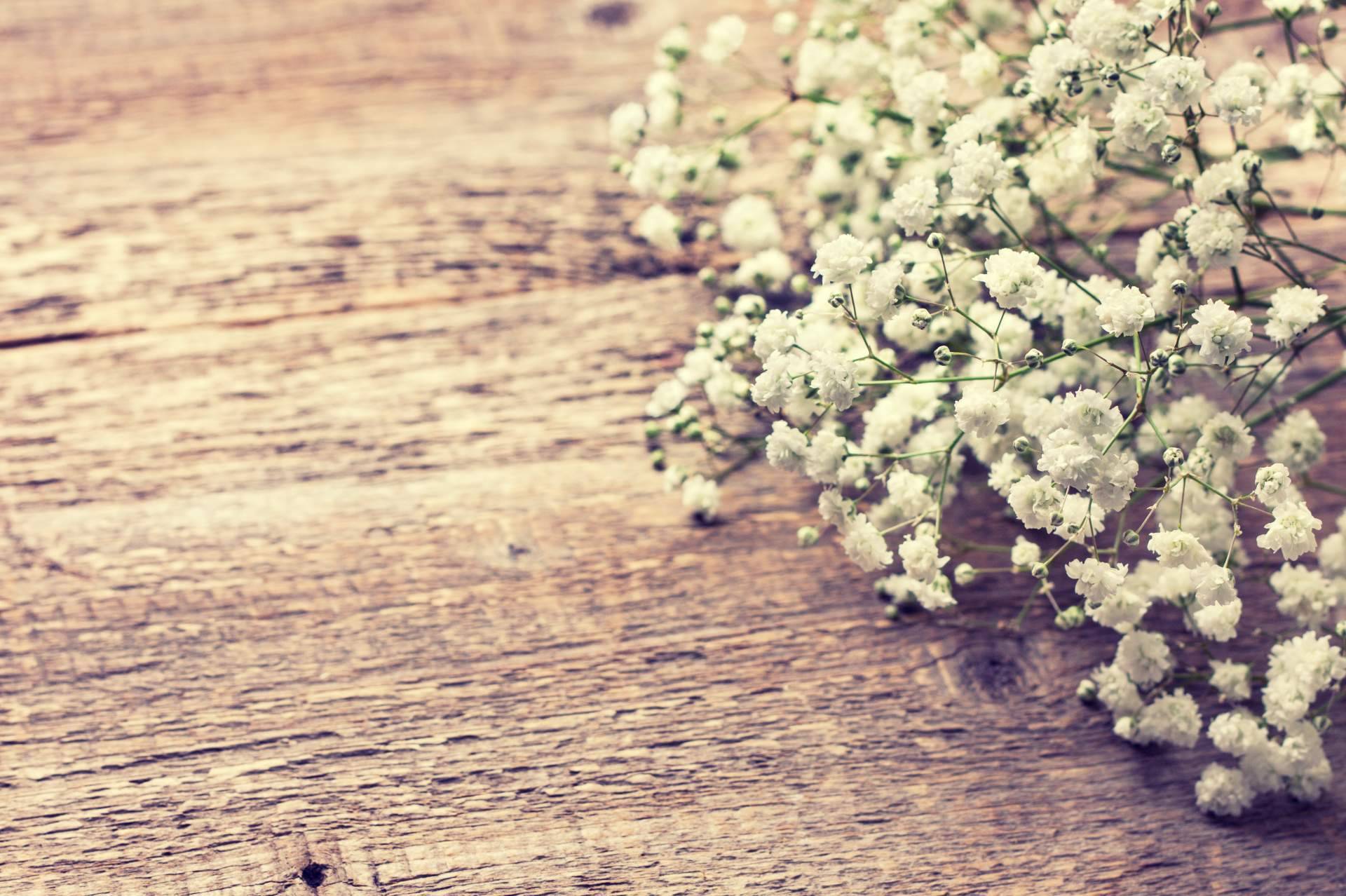 Paniculata de colores, una flor irreverente y elegante