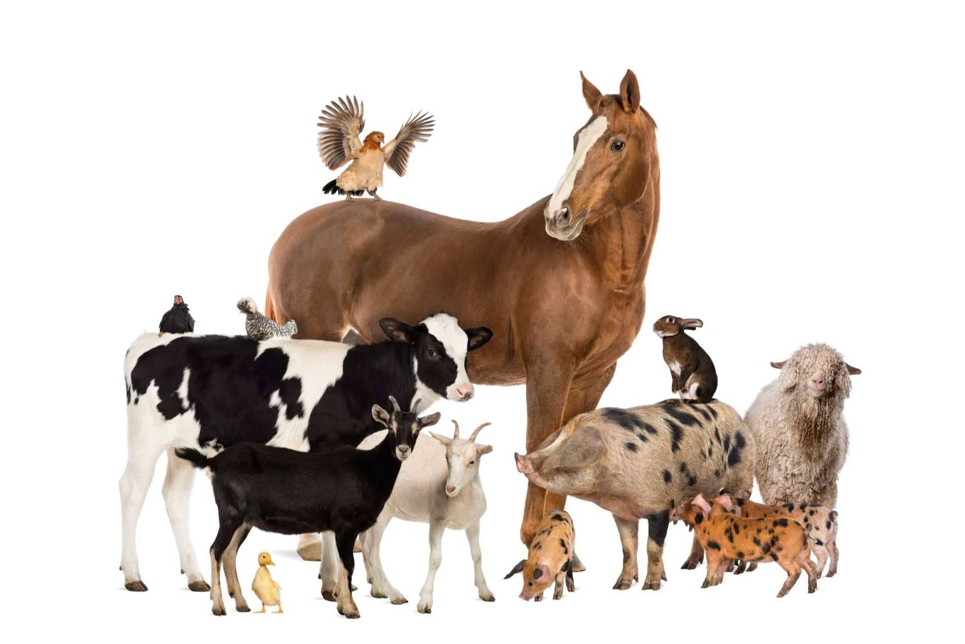 Más de 20.000 usuarios se han unido a Social Animals, el Tinder de las mascotas