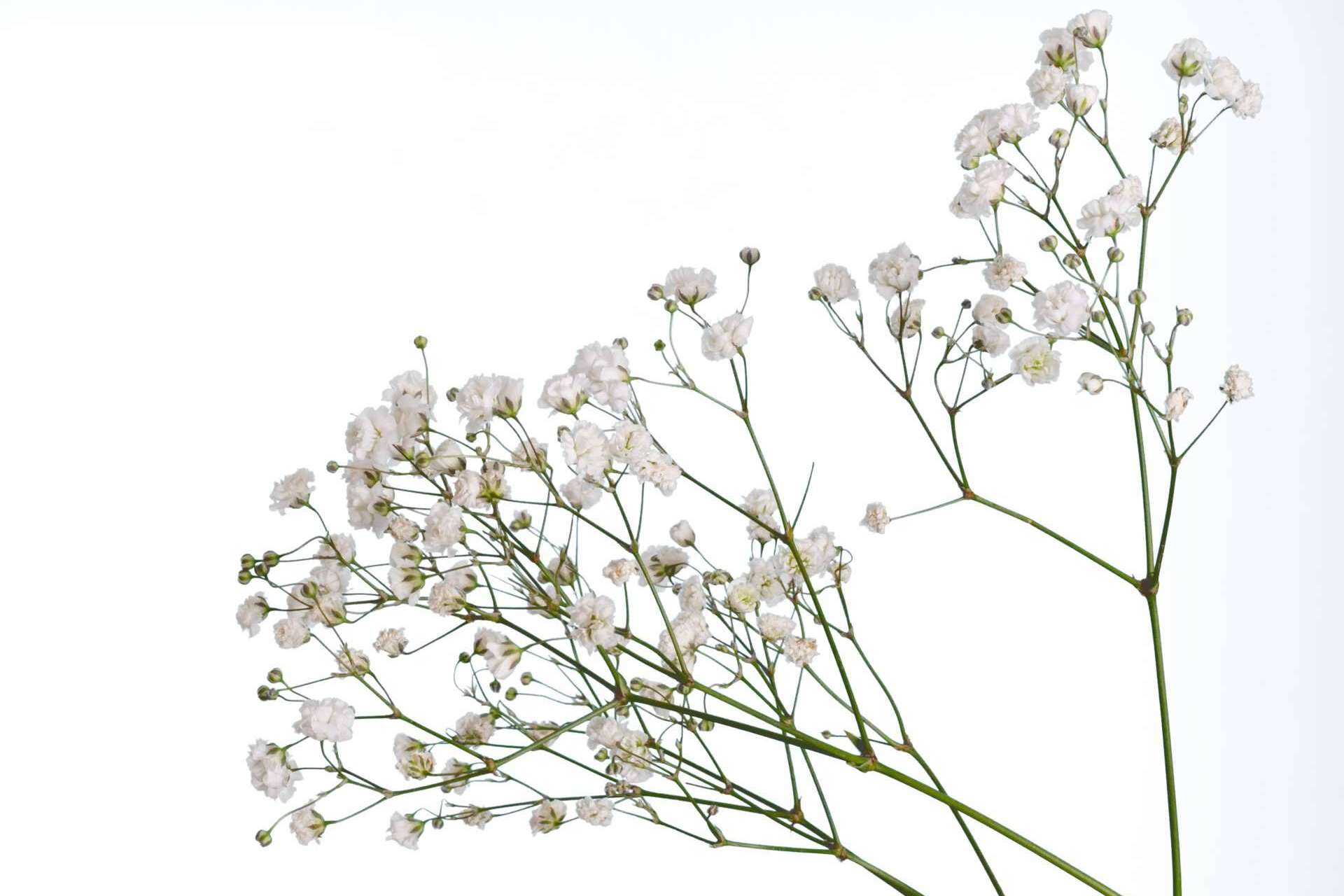 ¿Por qué la paniculata blanca es una de las flores favoritas?, por Rosistirem