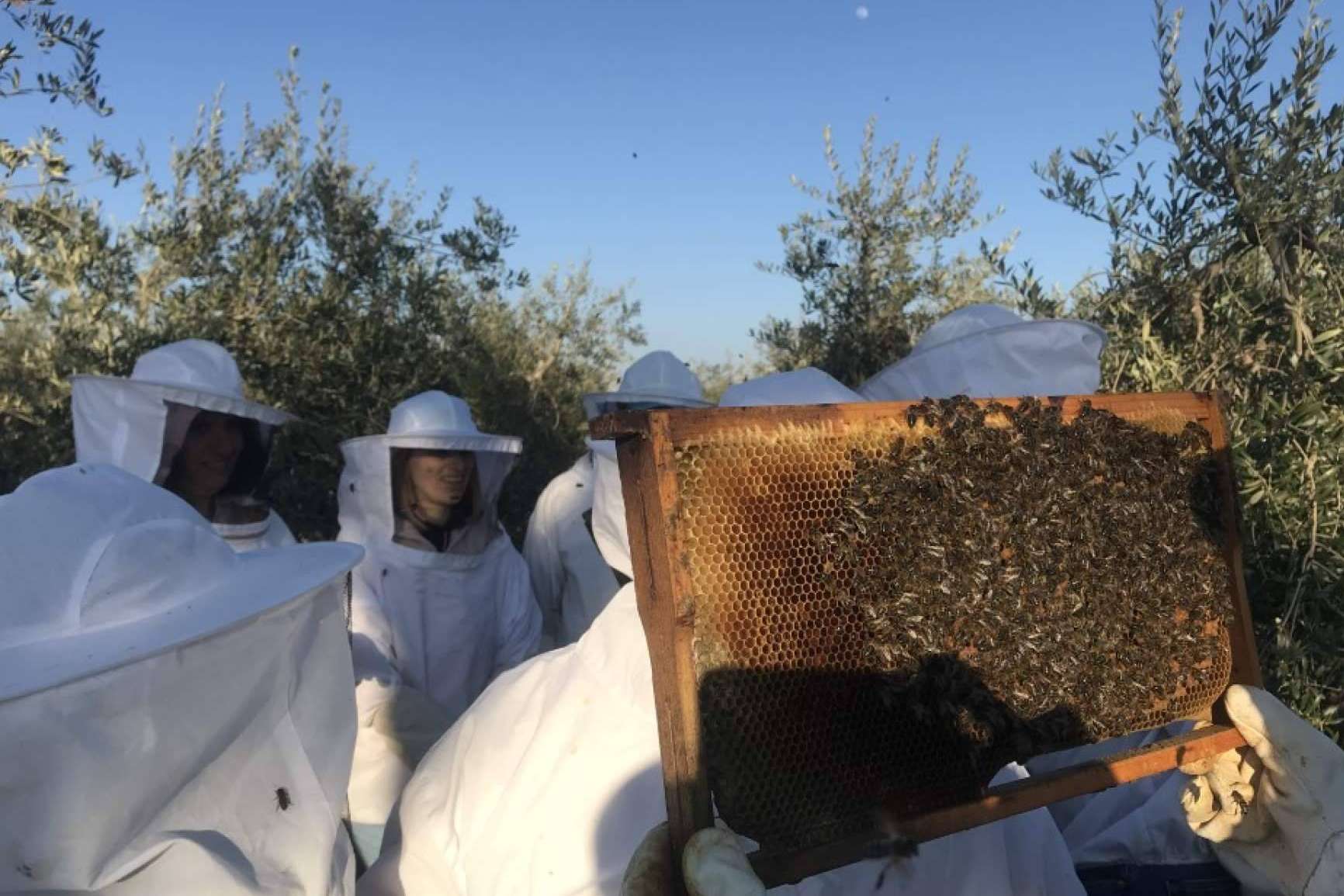 Polinización de las abejas, ¿en qué consiste?, con Cursos Apicultura
