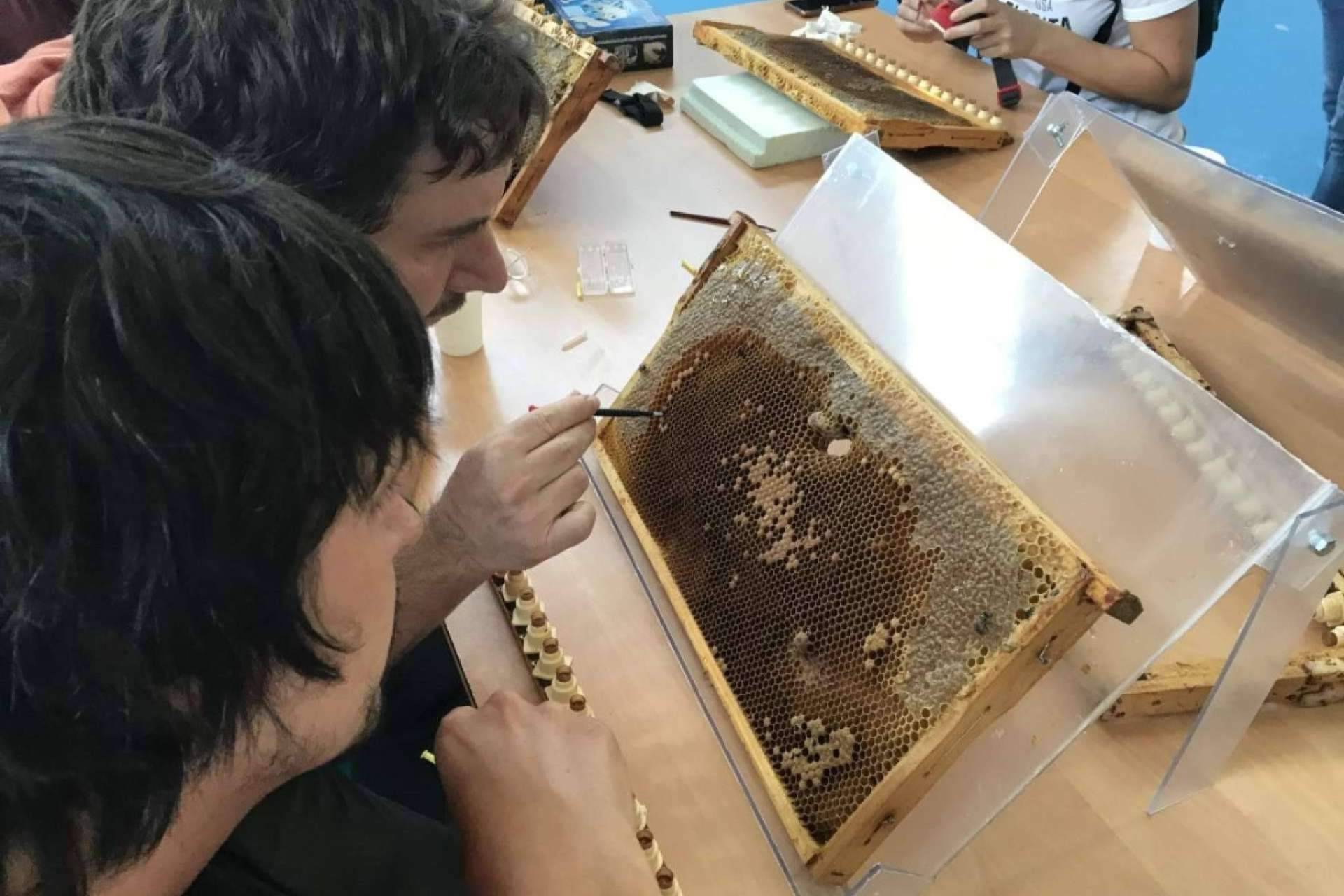 El enfoque en el criadero de abejas reinas de Cursos Apicultura