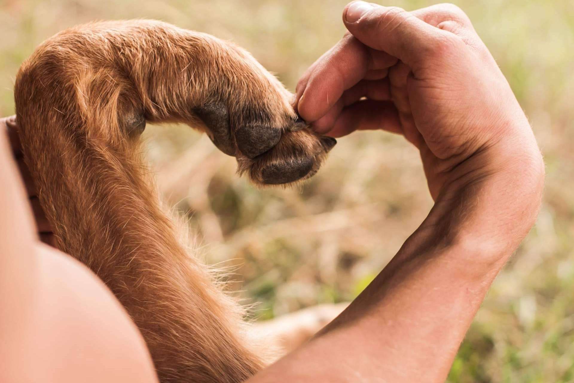 ¿Qué hay que saber sobre la nueva Ley de Bienestar Animal?