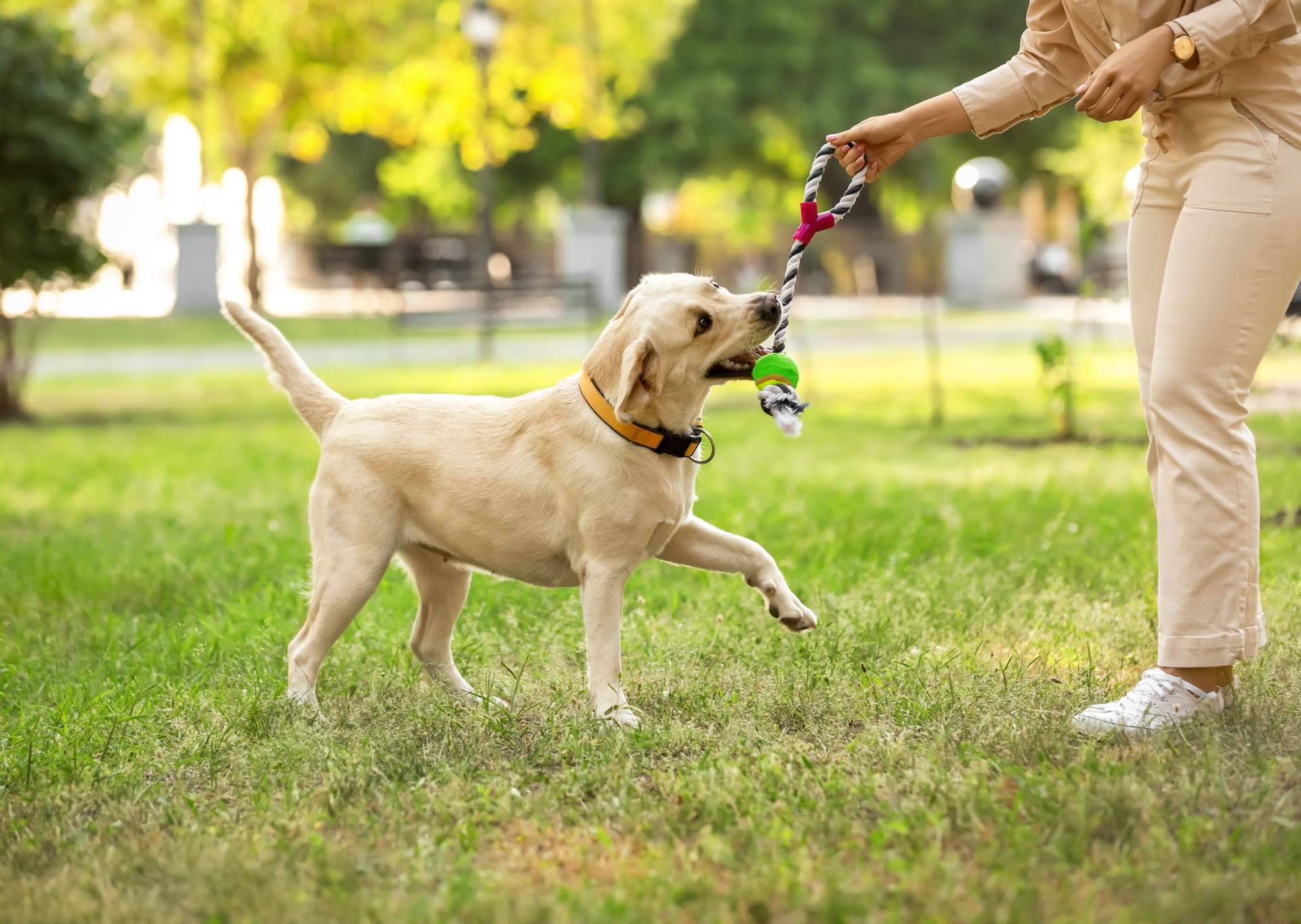 ¿Cómo convertir la pasión en un negocio? Becas de emprendimiento El Perro Feliz