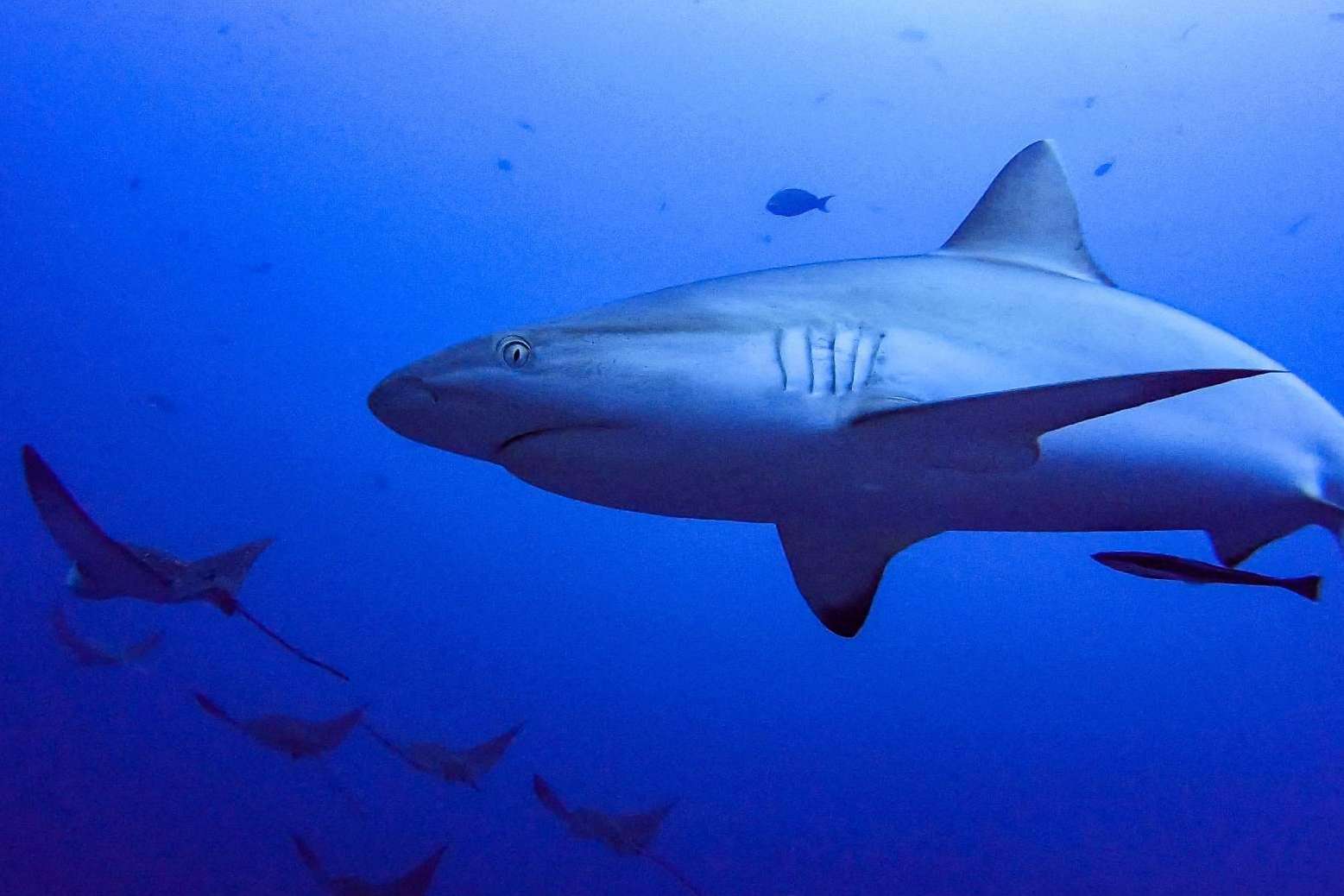 Escuela de buceo con españoles en el paraíso del buceo, con Drop Dive Maldives