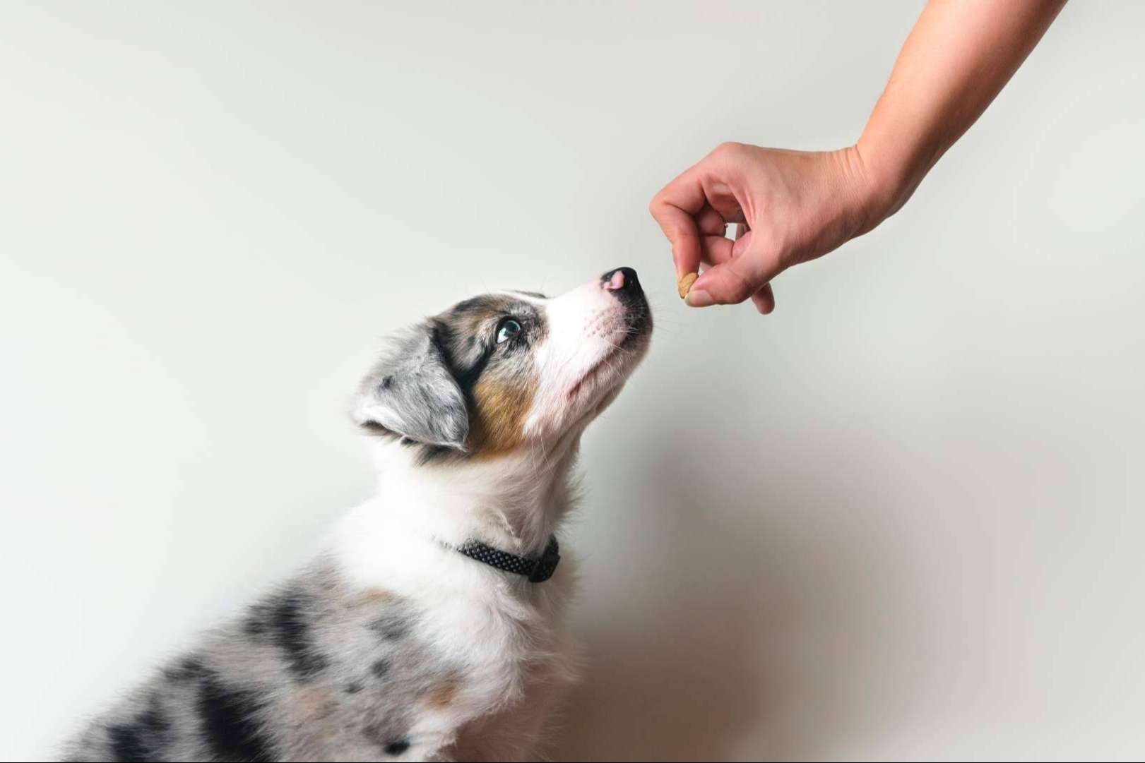 Centro Veterinario El Nido, el centro veterinario en Parla que trabaja para el bienestar de las mascotas
