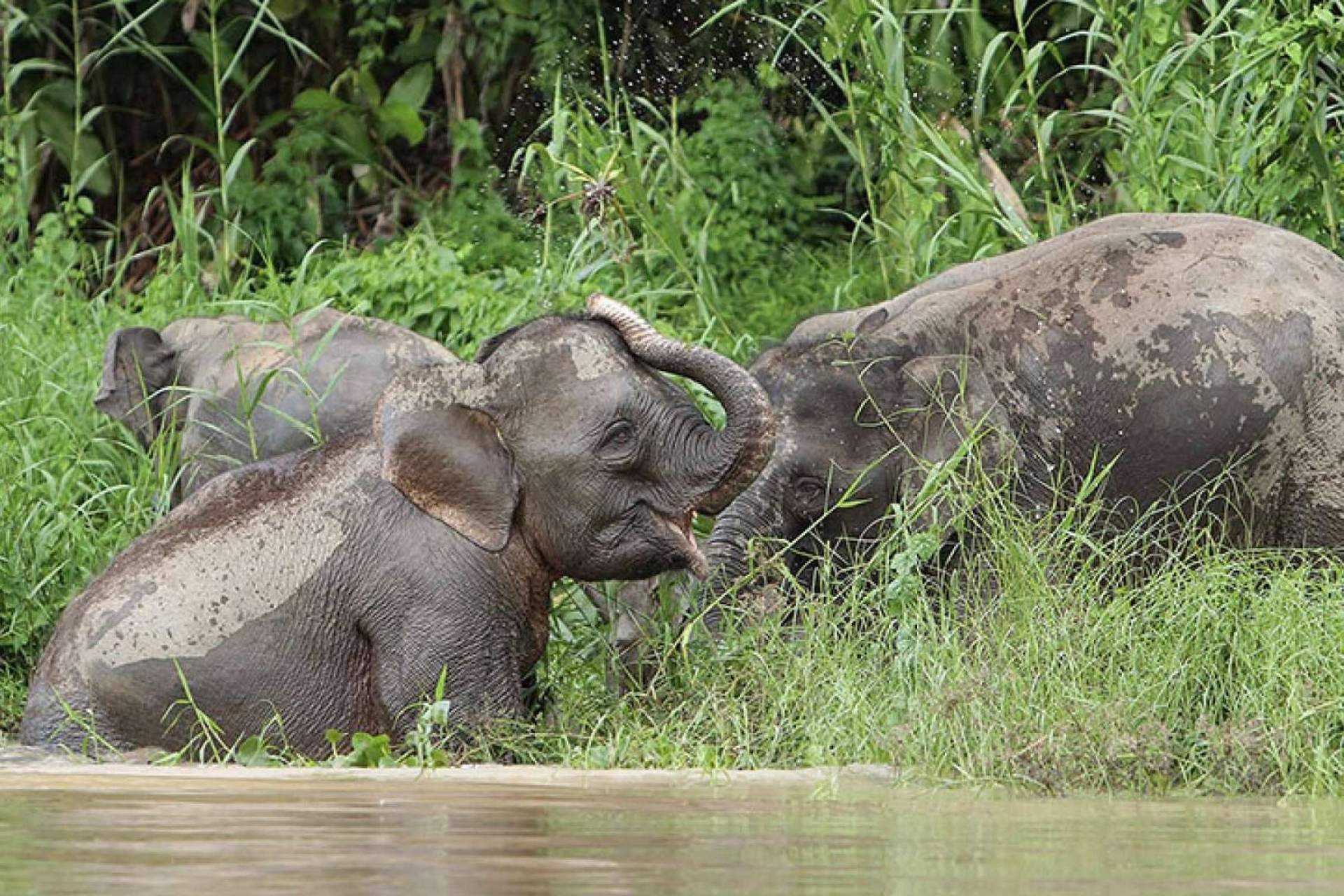 Borneo en otoño, descubriendo el encanto de Sabah; ventajas de una escapada en esta temporada