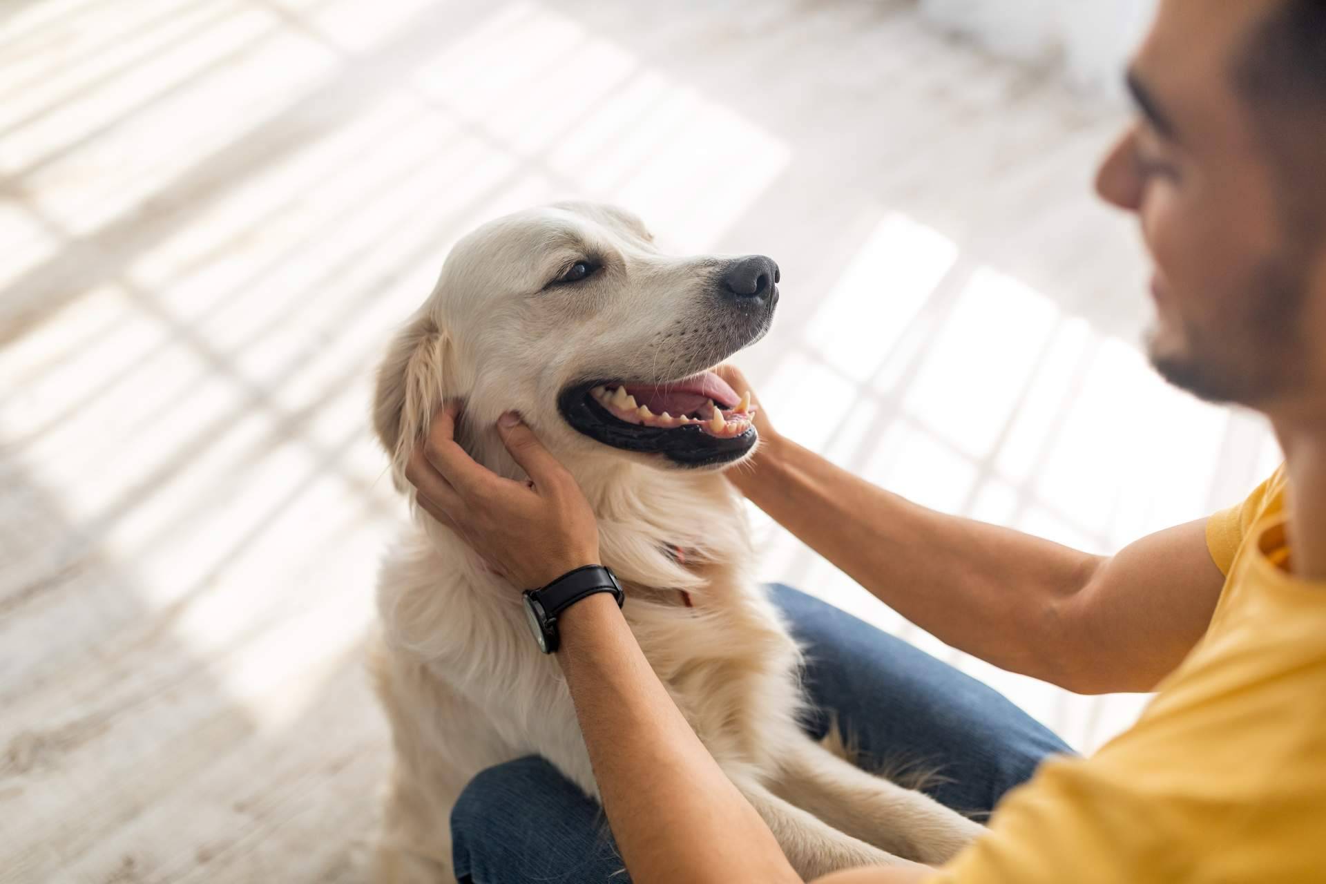 Descubrir las increíbles becas de El Perro Feliz y emprender el camino a la felicidad