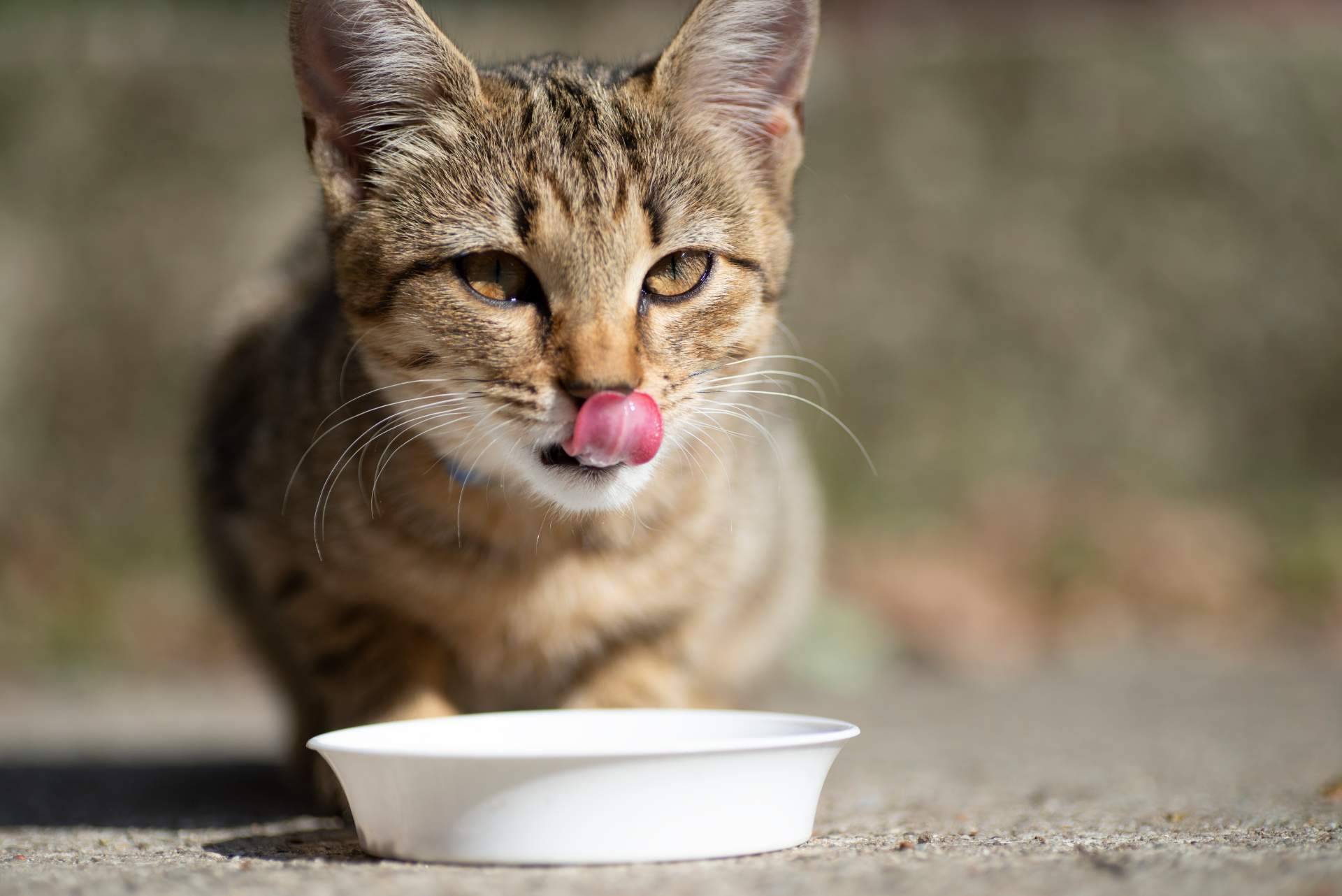 Adquirir pienso para gatos adultos de alta calidad con la firma Era Pet Food
