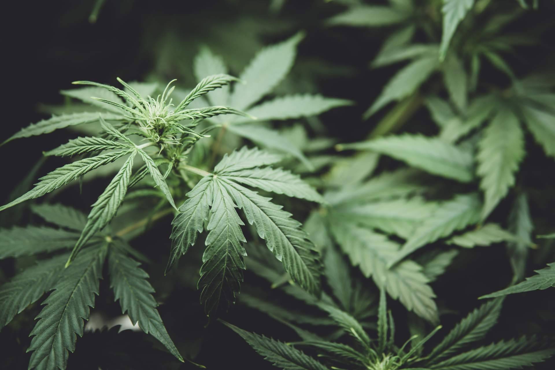 South Hemp y el desarrollo de nano-bio-aditivos de última generación