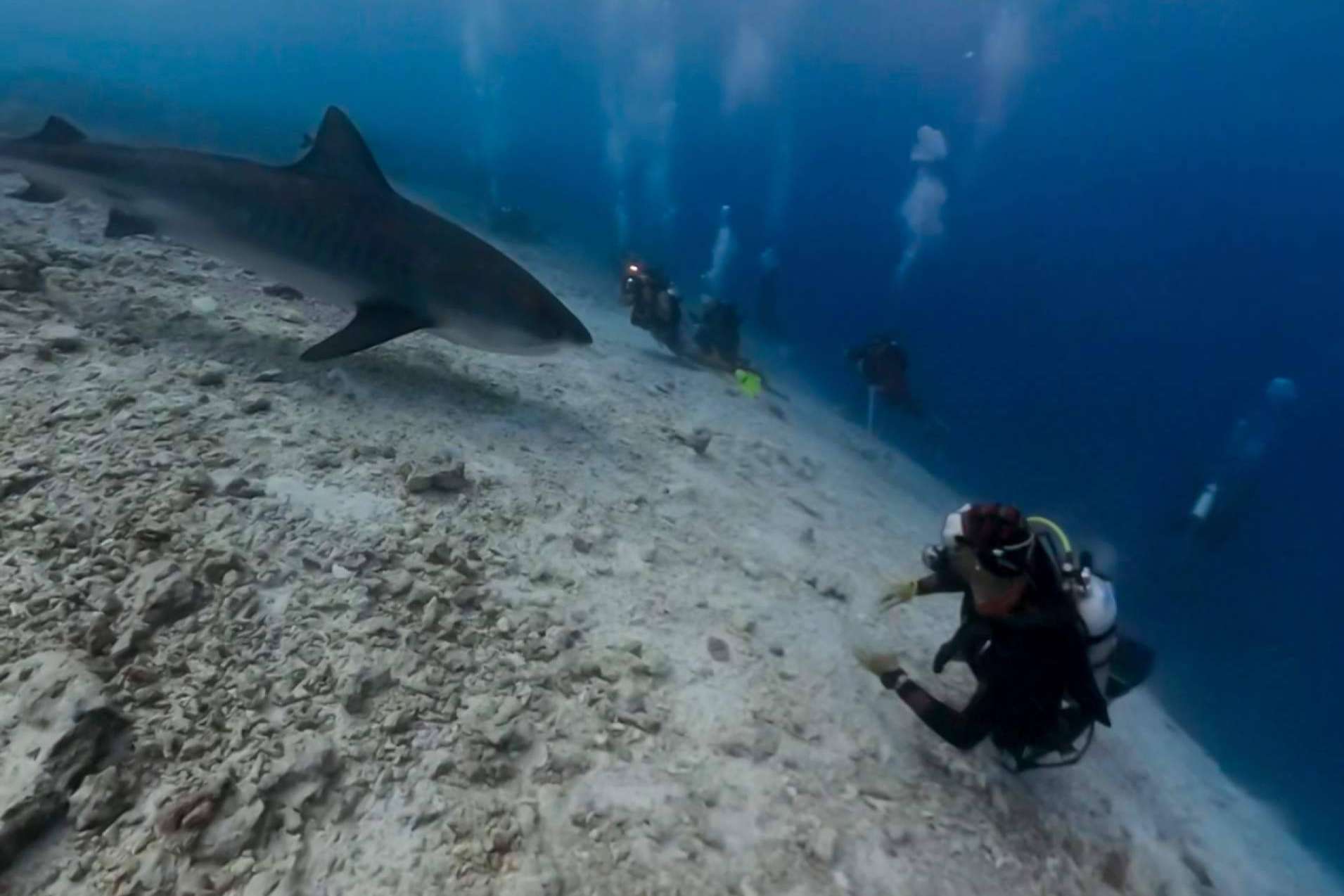 Una experiencia inolvidable y segura con Drop Dive Maldives. Buceo seguro con tiburones tigre en Fuvahmulah