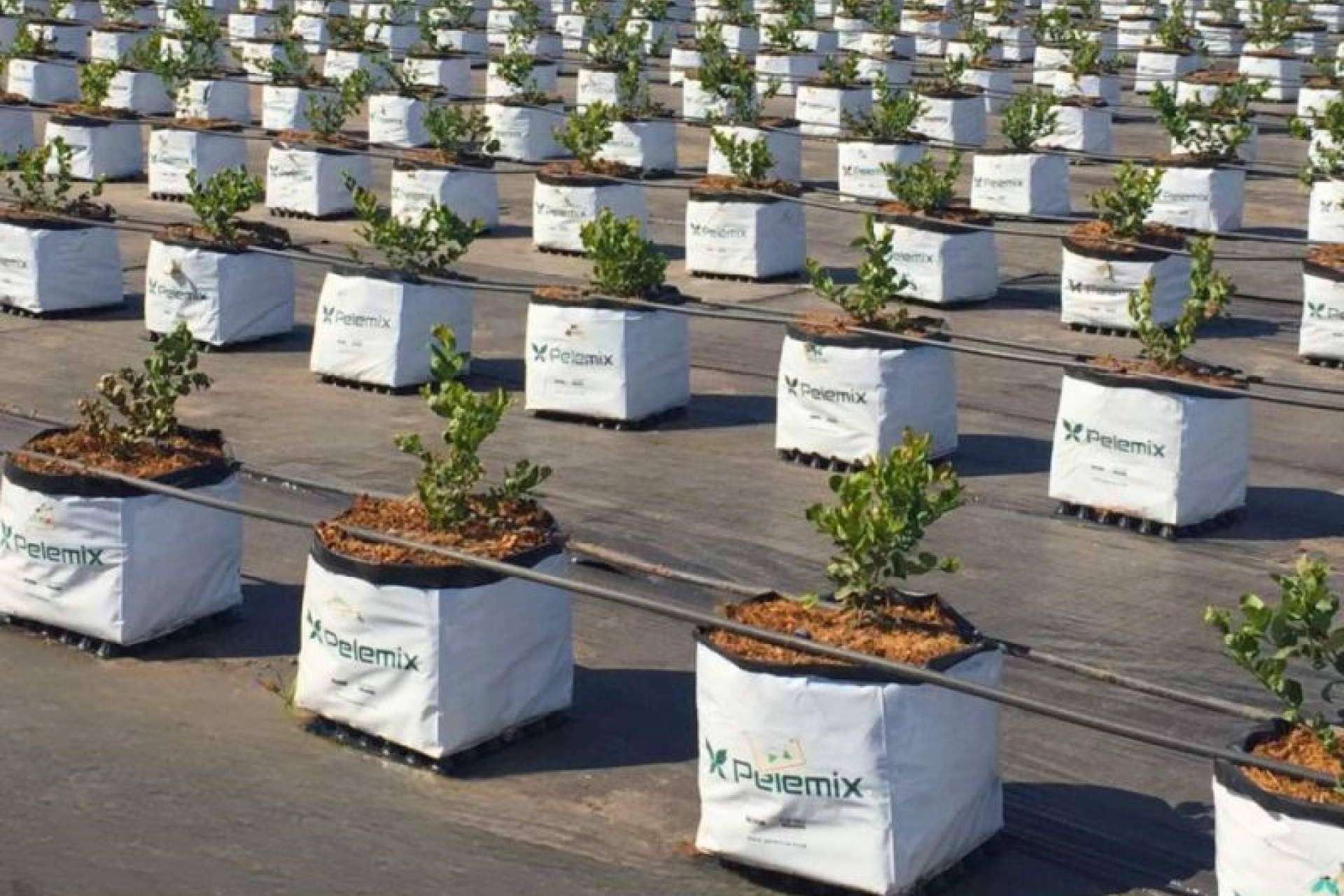 ¿Cómo obtener un mayor beneficio en el cultivo de arándanos de manera sostenible?, por Pelemix