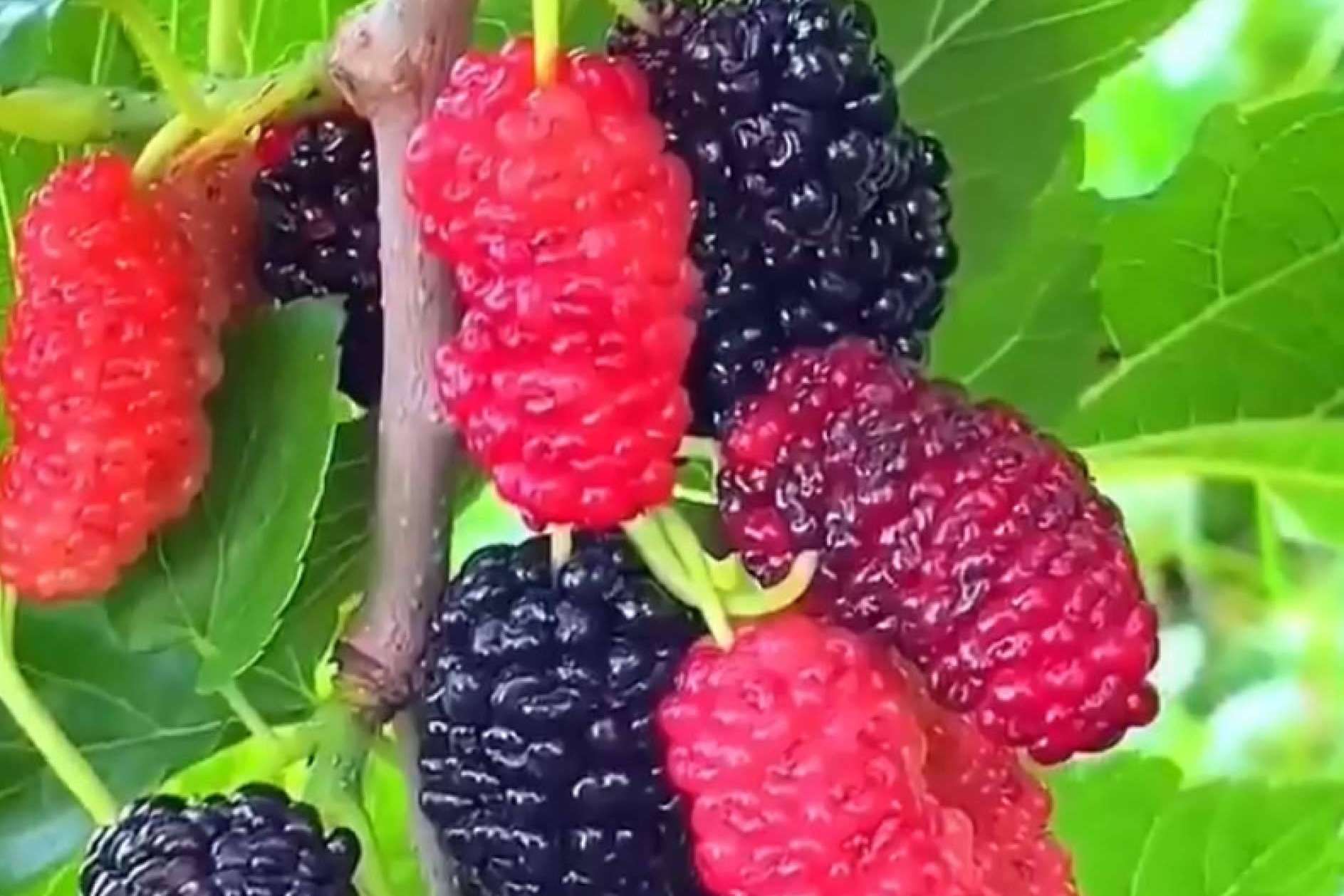 Baor Products ofrece un concentrado de frambuesa ecológico para fabricaciones fermentables