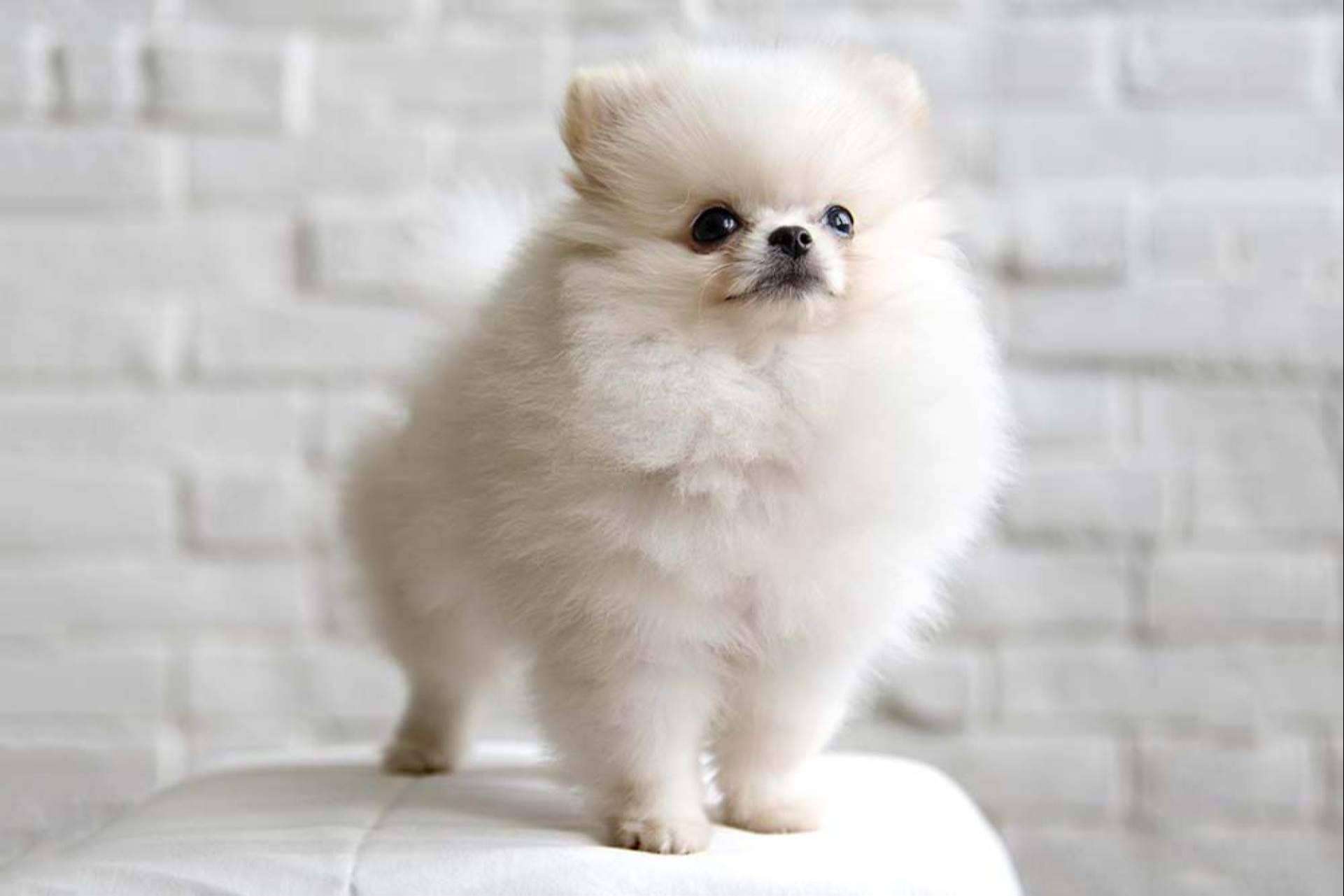 Todo sobre los perros Pomerania por Dogfy Diet