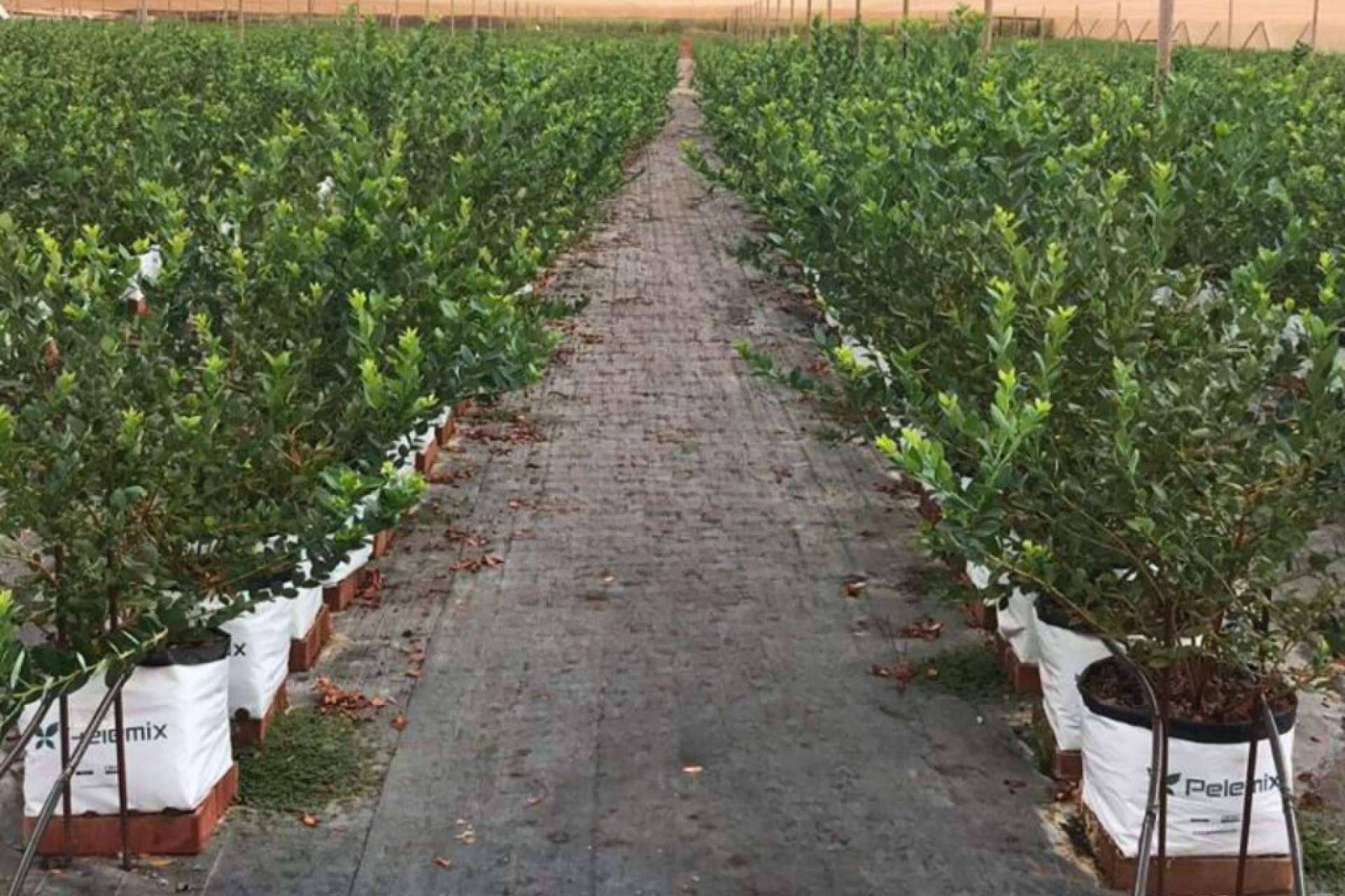 Pelemix apuesta por los Open Tops para aumentar el cultivo hidropónico de arándanos