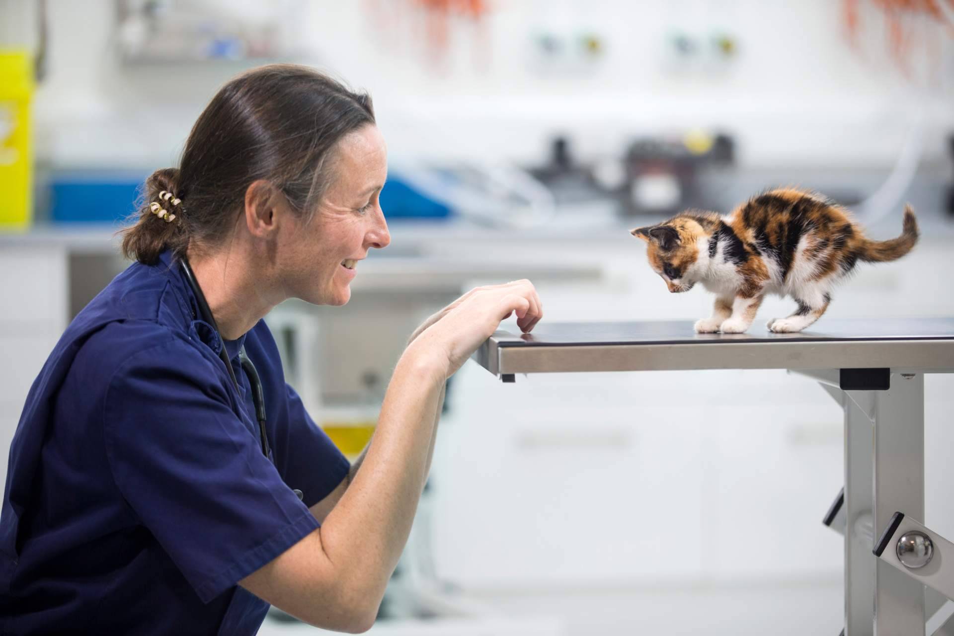 Vetformación anuncia promoción en curso de Auxiliar de Clínica Veterinaria presencial en algunas ciudades