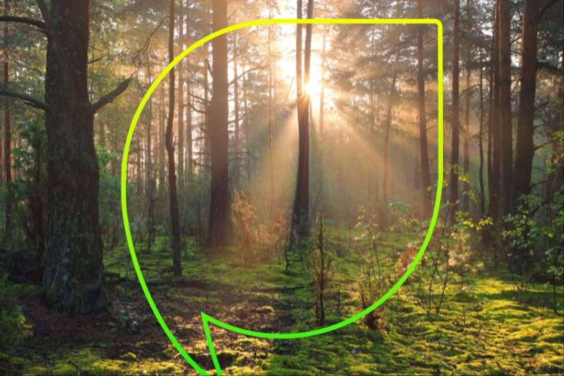 EccoForest; Sembrando un futuro más verde con más de 4.000 árboles plantados