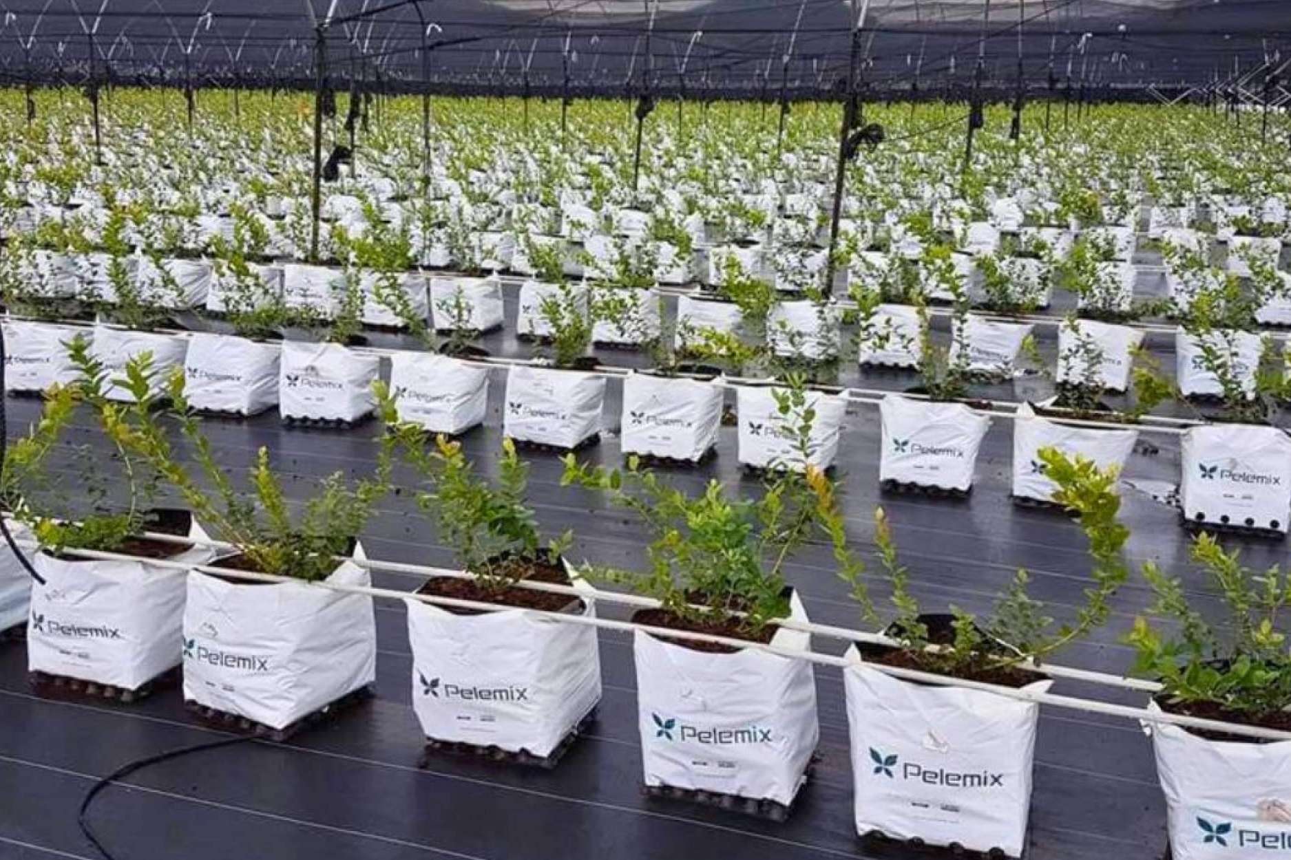 Retos para la agricultura en 2025; soluciones sostenibles para un futuro más eficiente