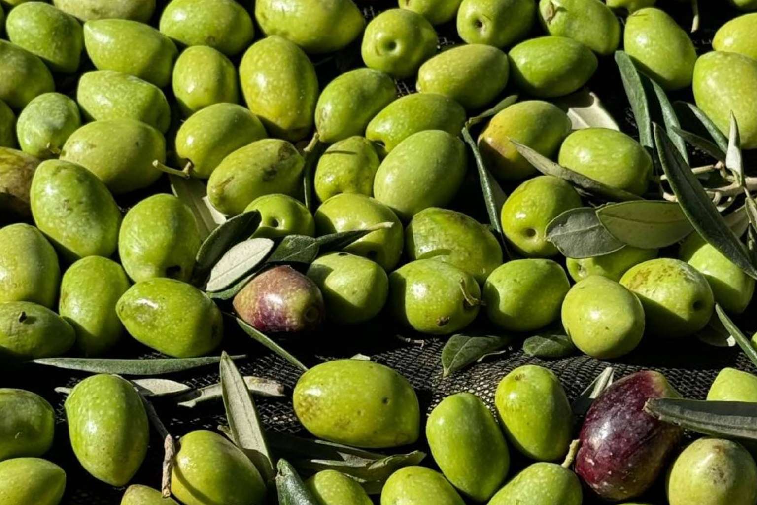 Tercio de las Torres, una tradición familiar de aceites de oliva gourmet con denominación de origen