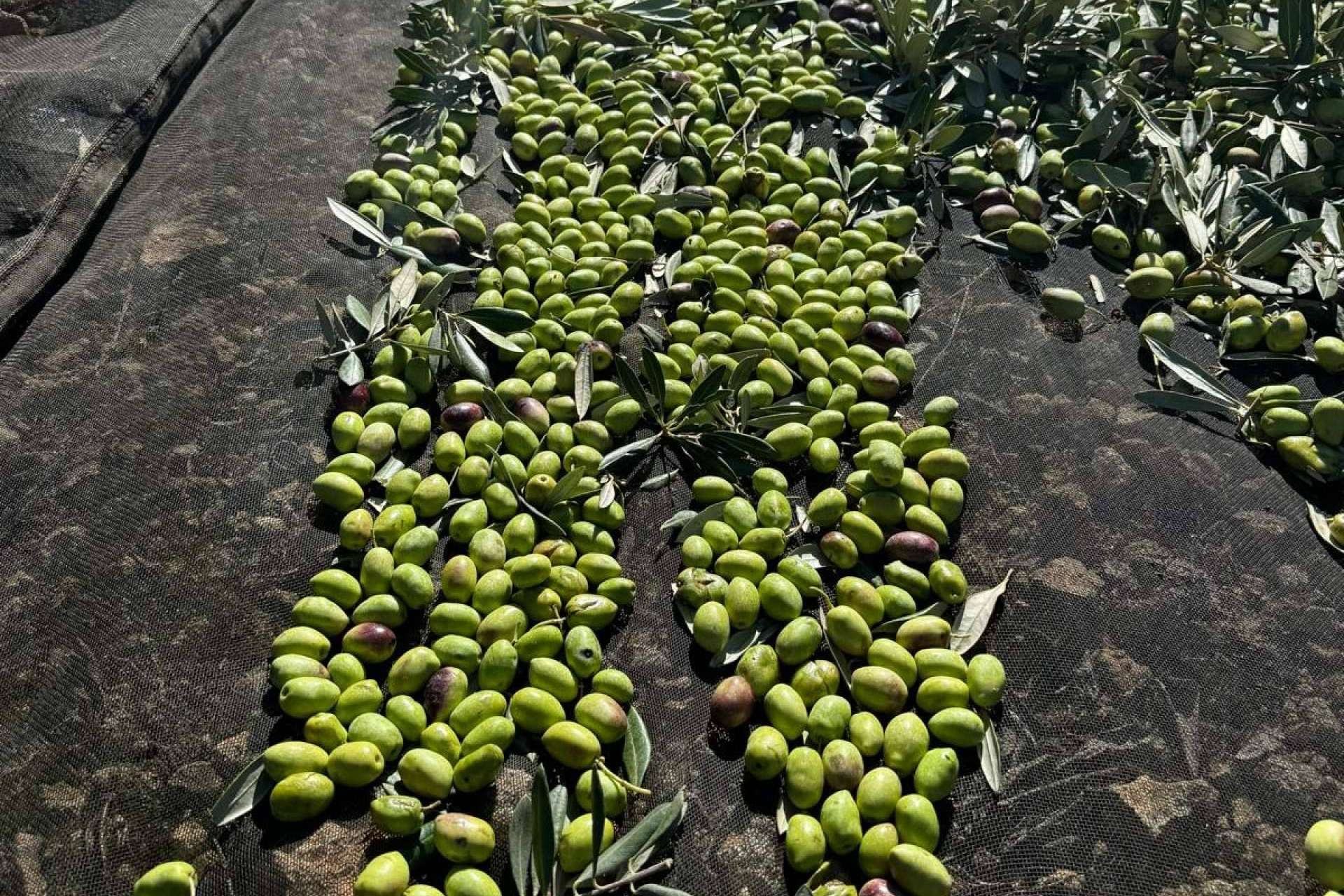 Del olivar a la botella, el viaje exquisito del aceite de oliva gourmet de Tercio de las Torres