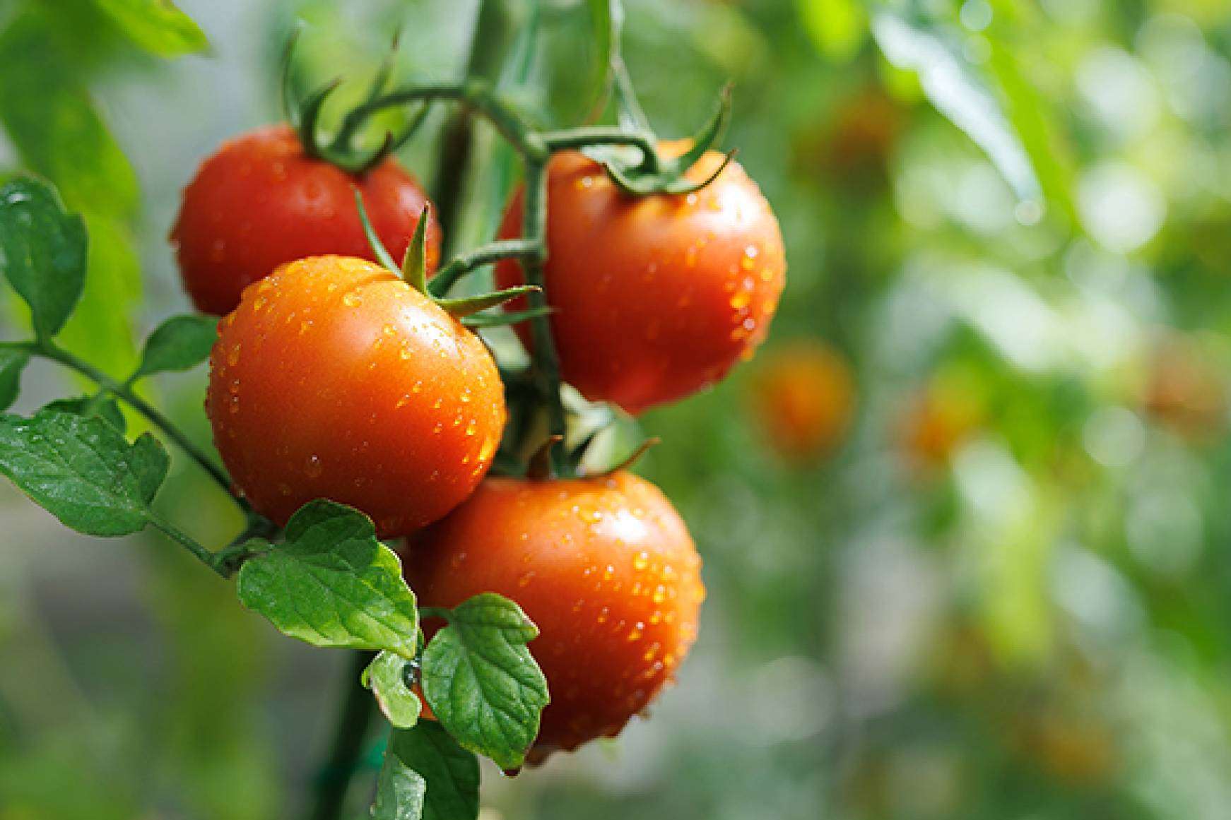 Manipulados Nicola, soluciones innovadoras en el procesamiento de verduras para diversas aplicaciones