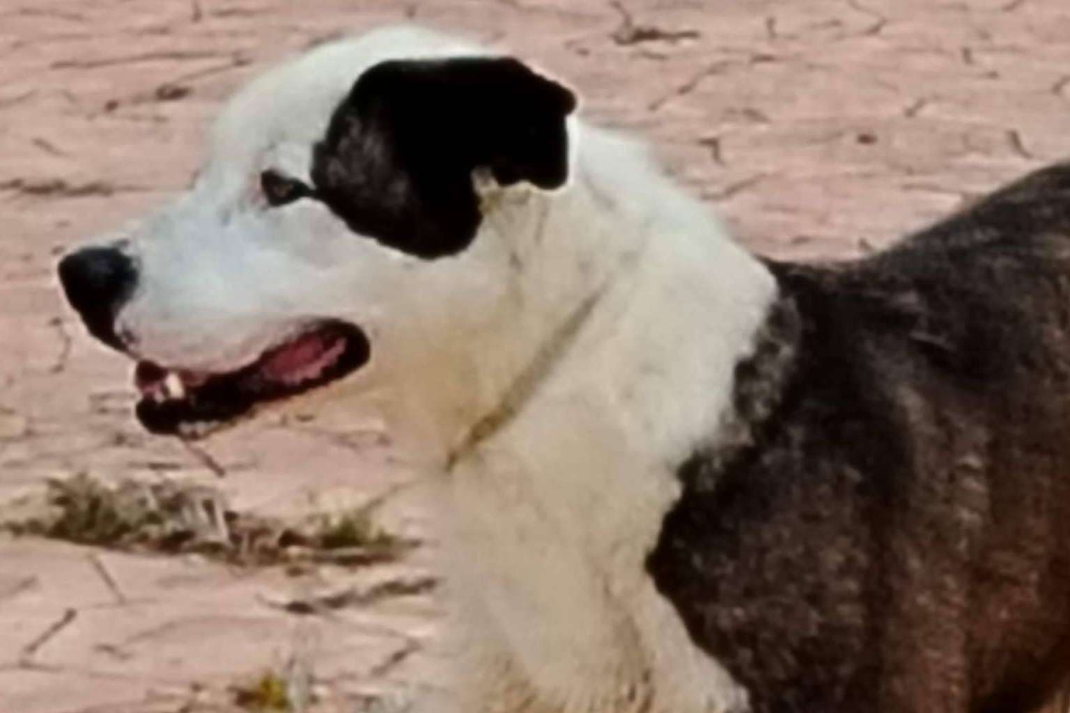 SOS Vidas lanza un llamamiento urgente para salvar su labor de rescate de animales