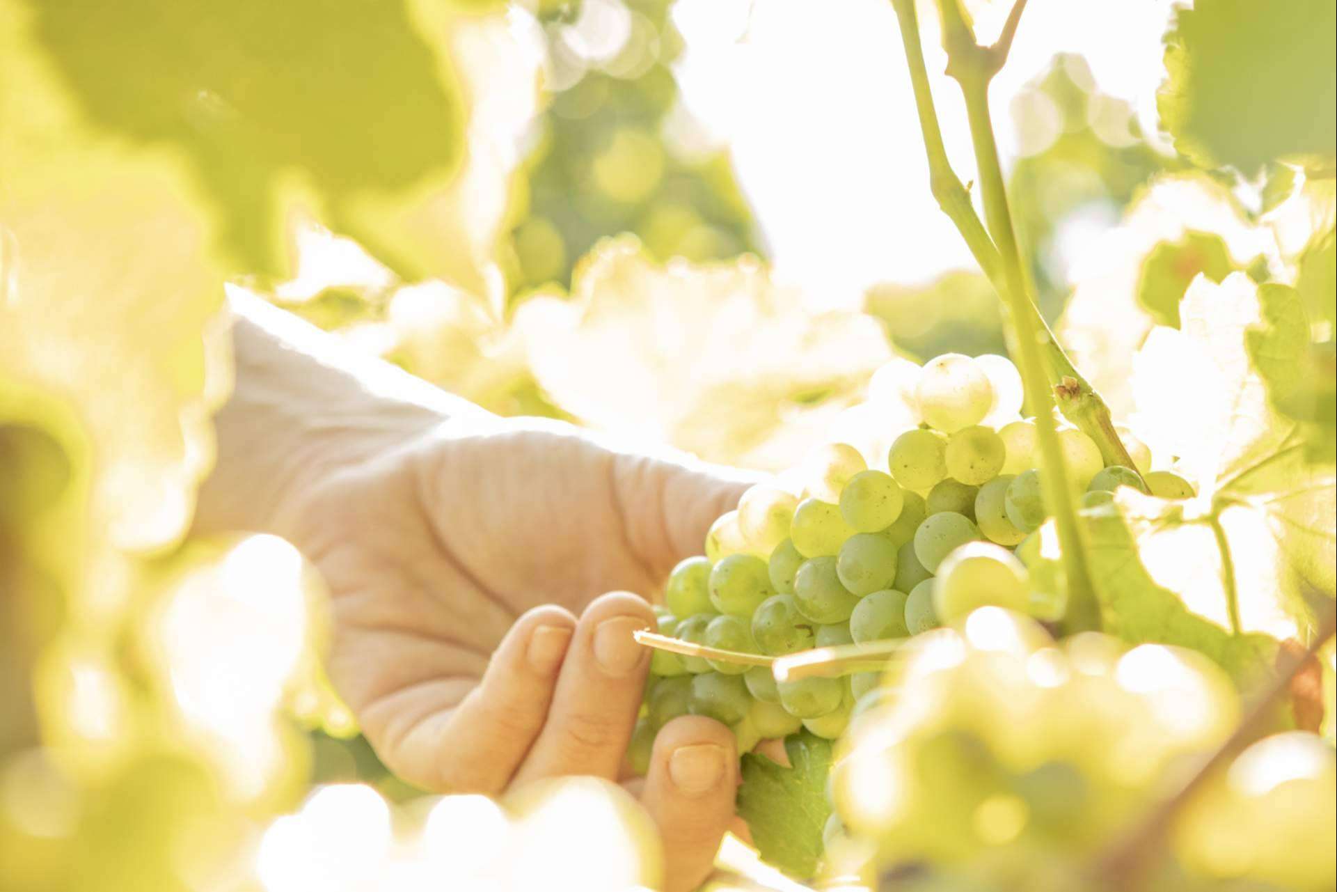 Vegamar refuerza su legado vinícola en el Alto Turia con vinos gourmet de esencia moderna