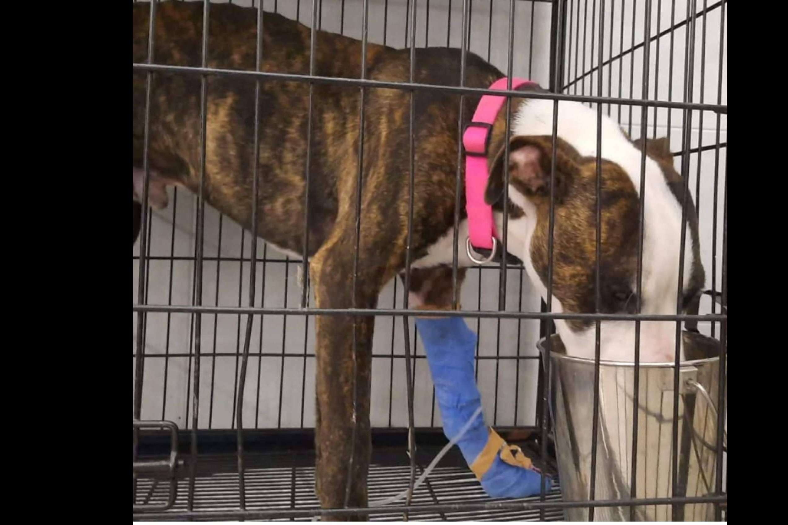 Rescate animal solidario y compromiso social; la misión de SOS Salvando Vidas España en la lucha contra el abandono