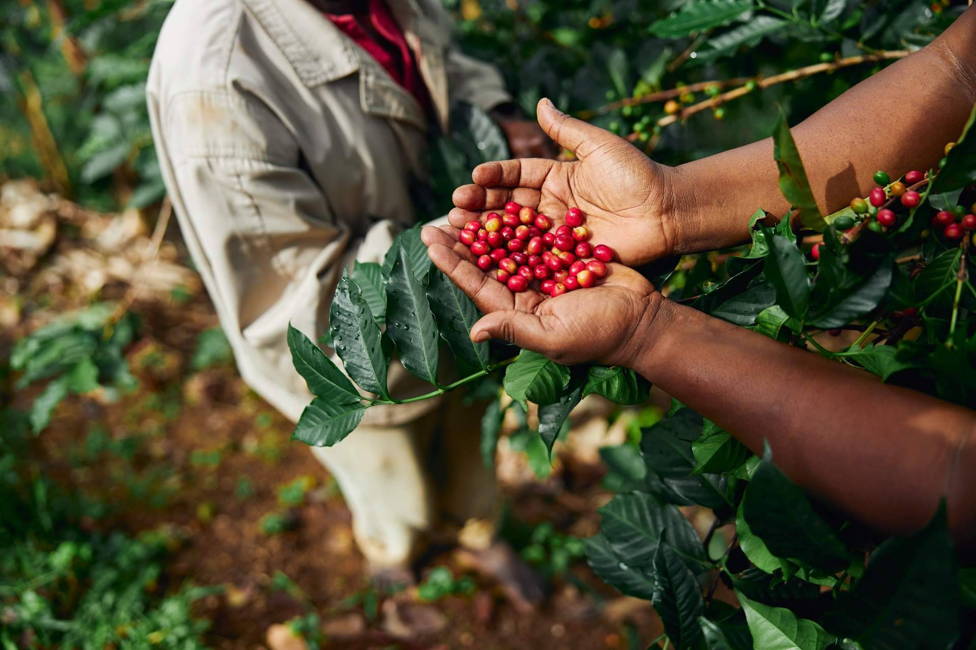 Fresh OCS impulsa el café de especialidad para empresas con soluciones premium en oficinas y espacios exclusivos