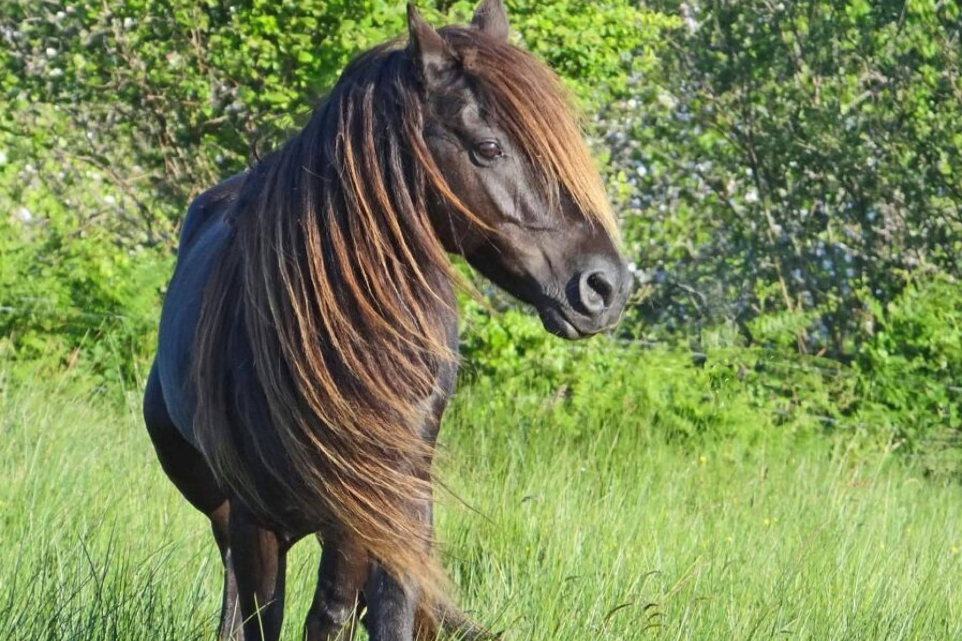 El Ecomuséu Ca l’Asturcón impulsa el ecoagroturismo asturcón con la recuperación del poni autóctono